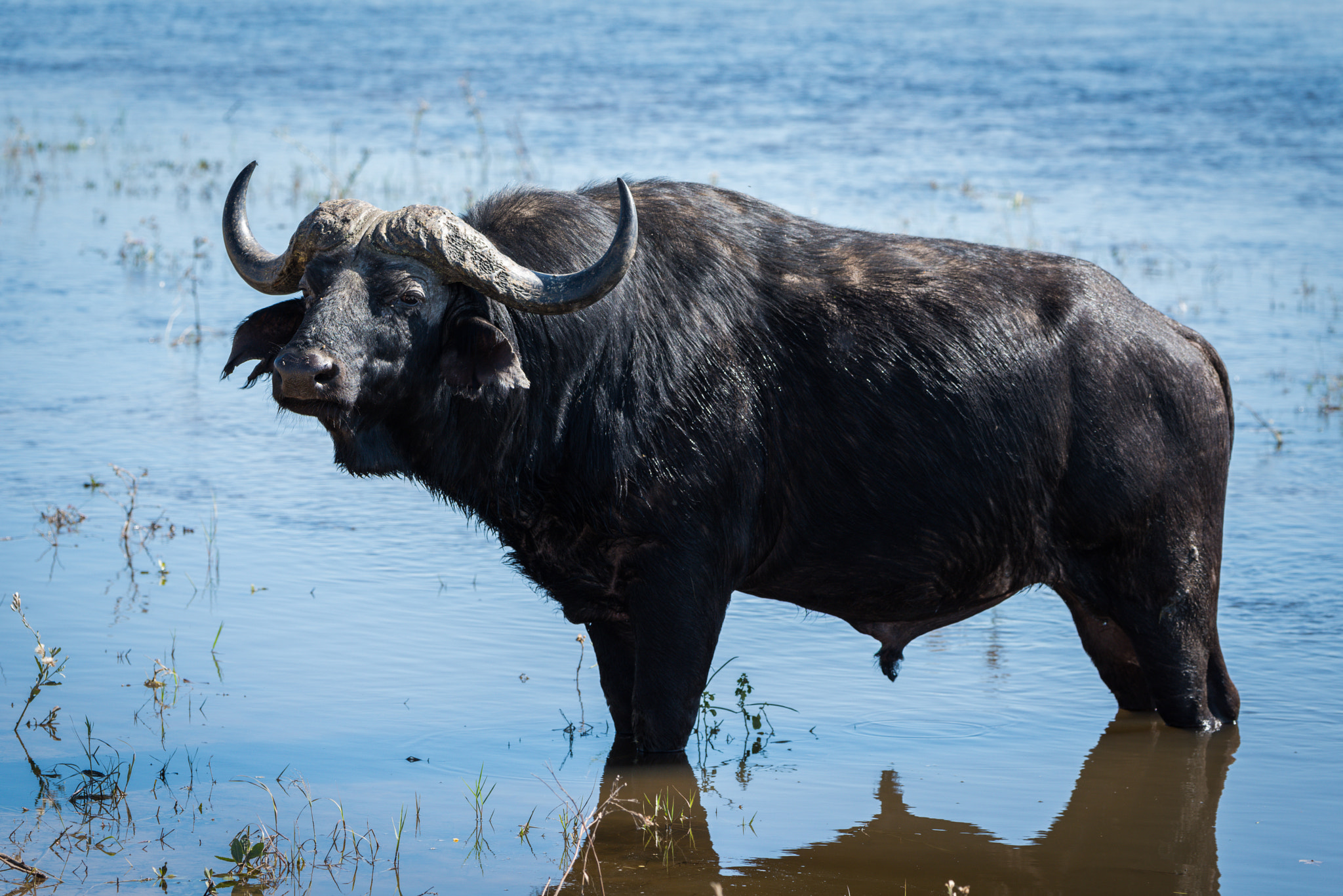 Nikon D810 sample photo. Cape buffalo standing in shallows facing camera photography