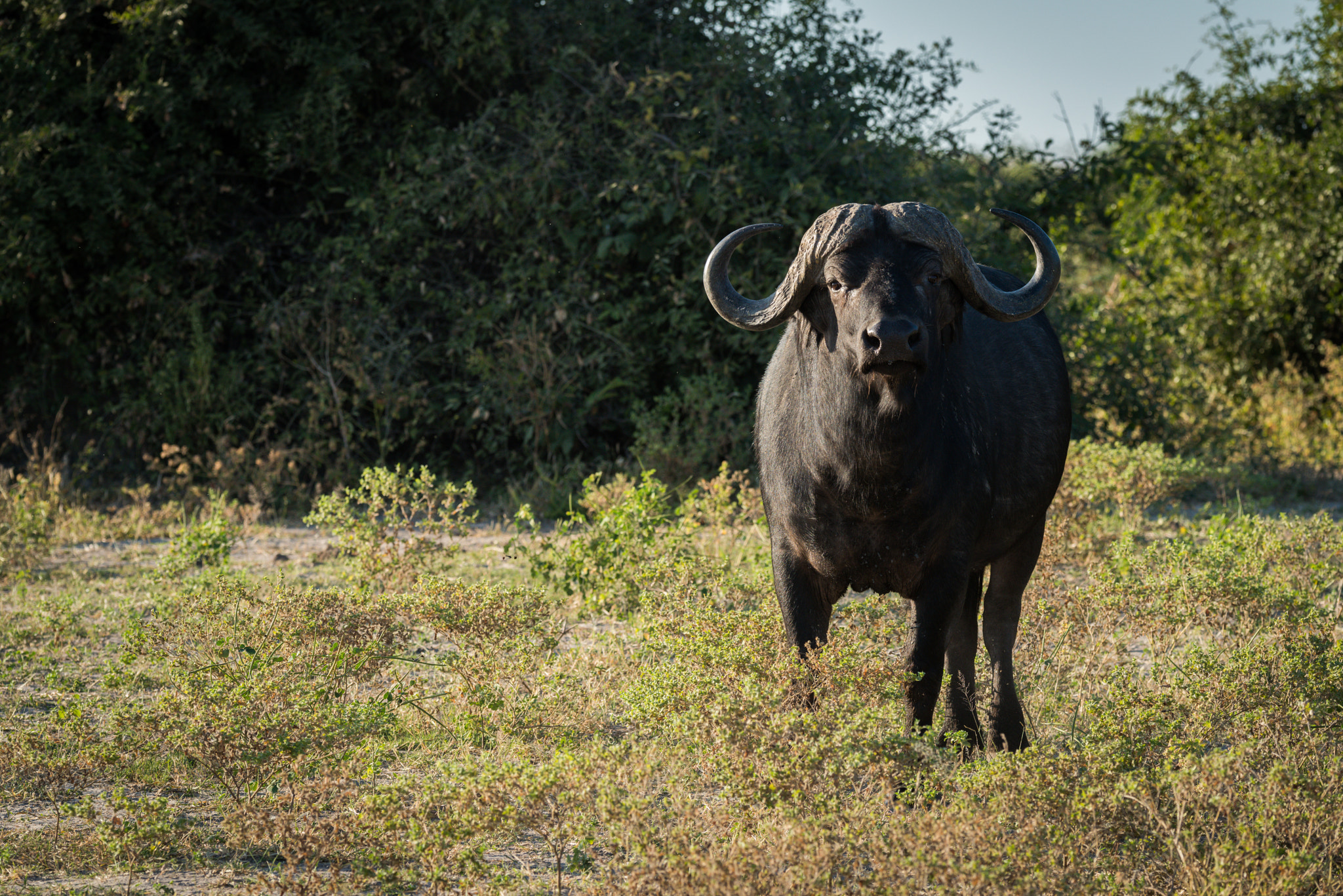 Nikon D810 + Nikon AF-S Nikkor 80-400mm F4.5-5.6G ED VR sample photo. Cape buffalo standing in clearning facing camera photography