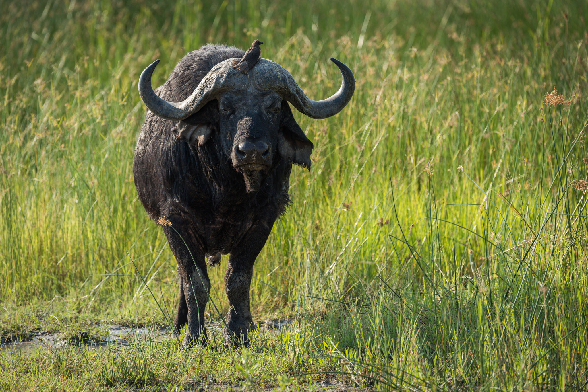 Nikon D810 + Nikon AF-S Nikkor 80-400mm F4.5-5.6G ED VR sample photo. Cape buffalo standing with oxpecker on horns photography