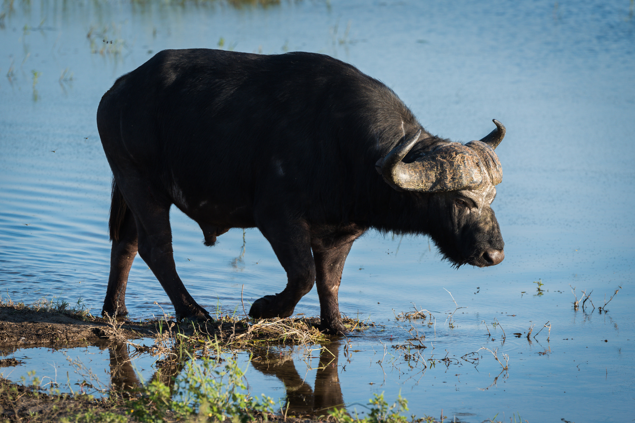 Nikon D810 sample photo. Cape buffalo walking through shallows in sunshine photography