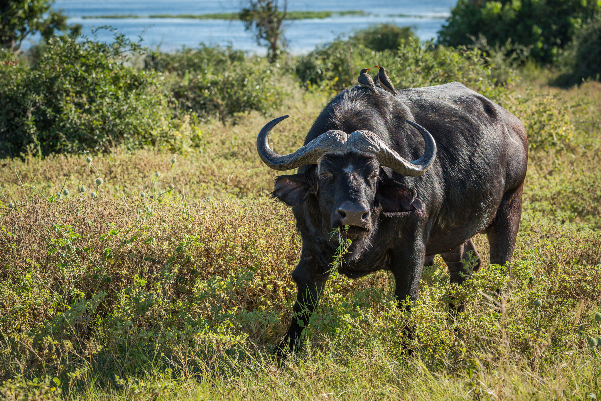 Nikon D810 sample photo. Cape buffalo with yellow-billed oxpeckers on back photography