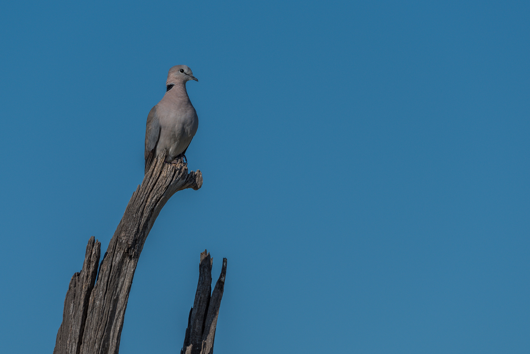 Nikon D810 sample photo. Cape turtle dove on dead tree branch photography