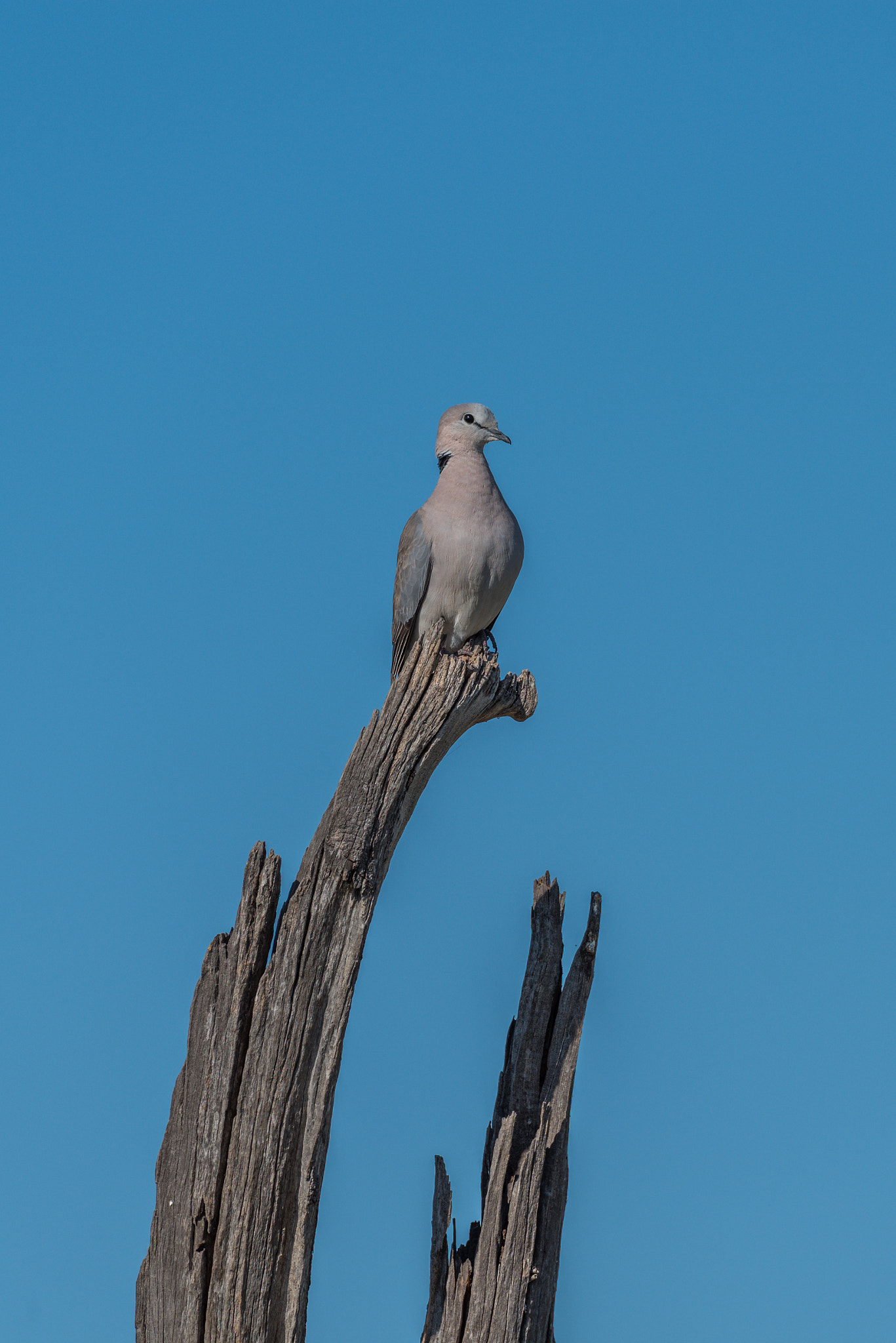 Nikon D810 sample photo. Cape turtle dove on dead tree stump photography