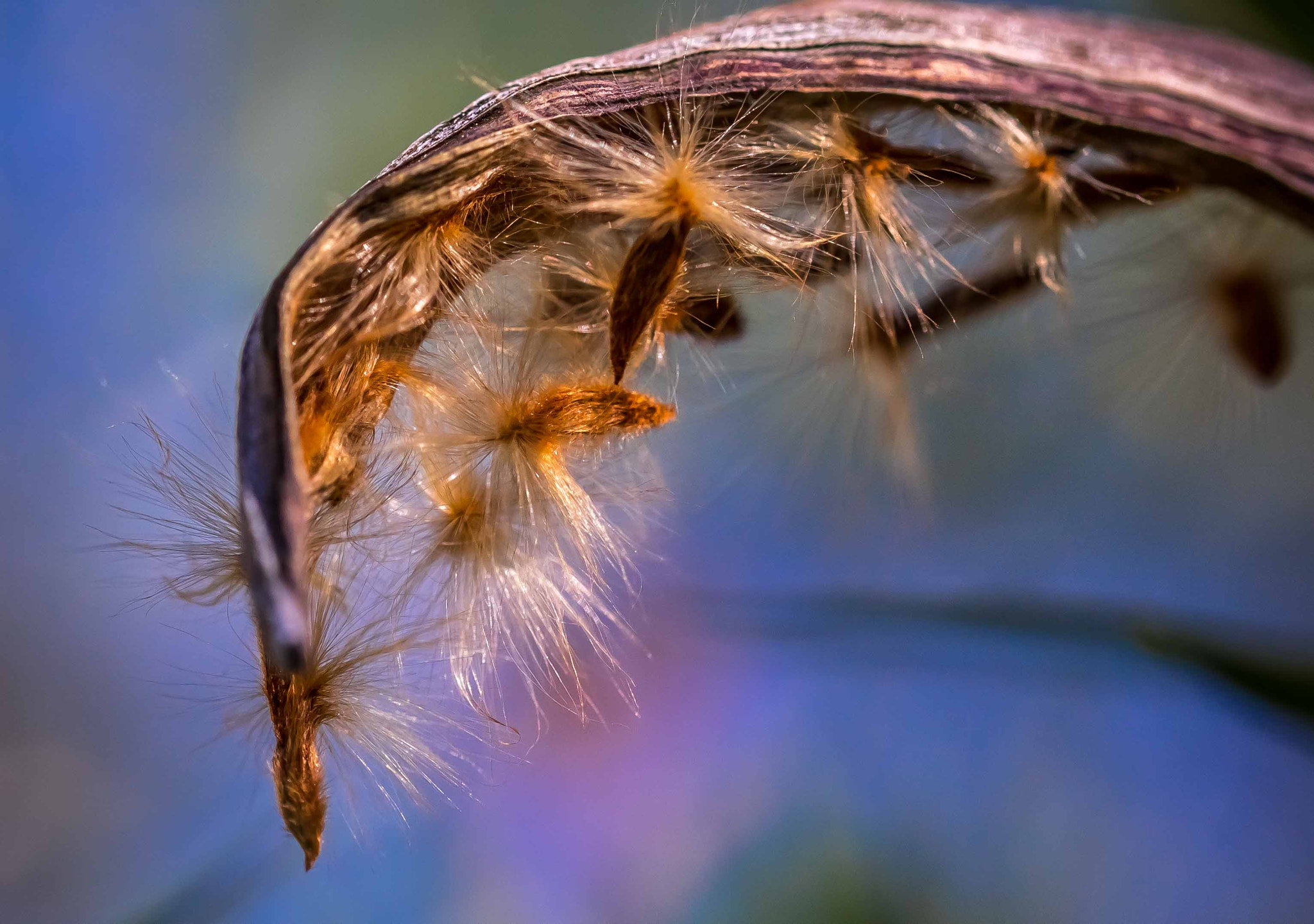 Sigma 105mm F2.8 EX DG OS HSM sample photo. Macro shot photography
