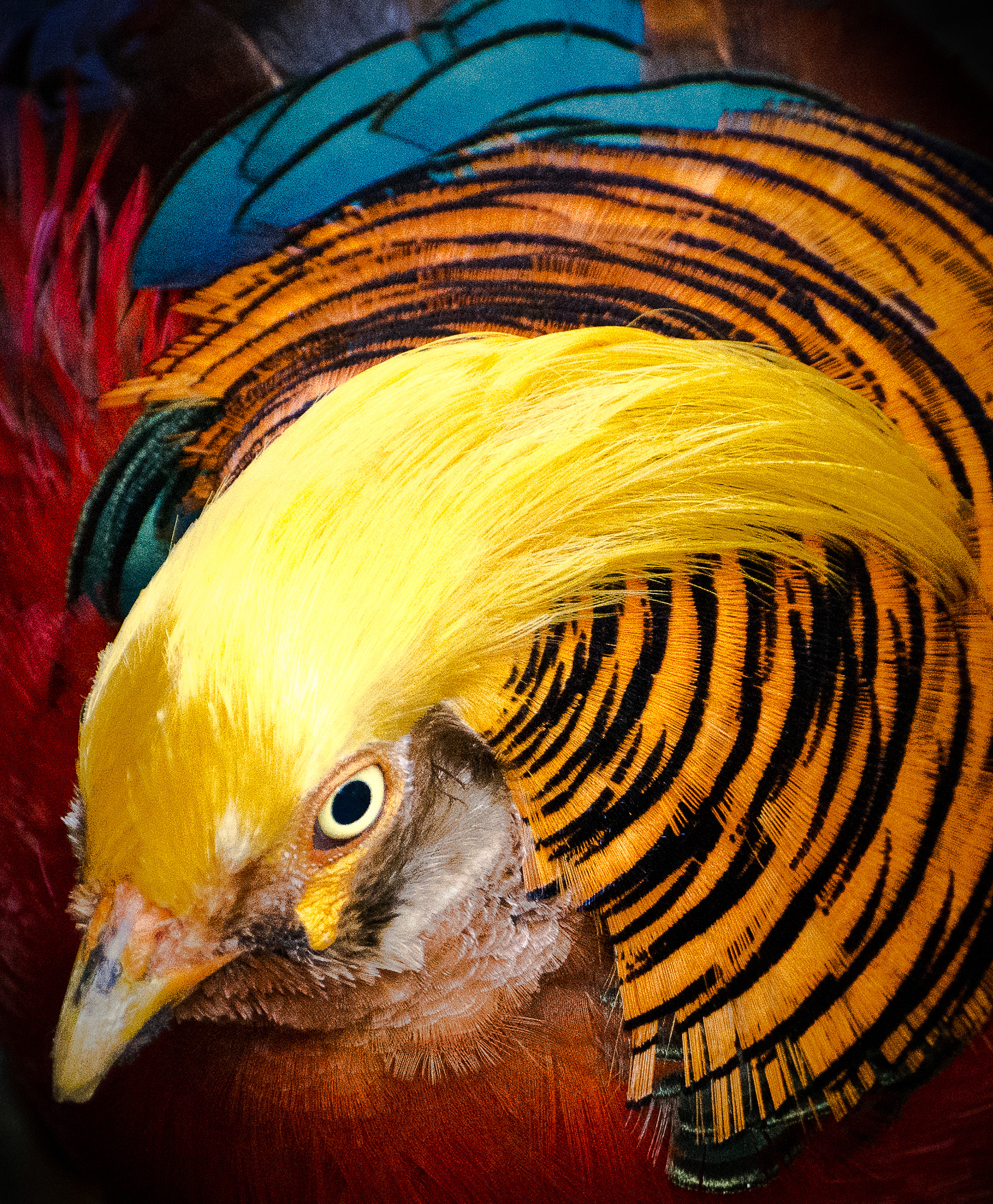 Nikon D7200 sample photo. Bird and color photography