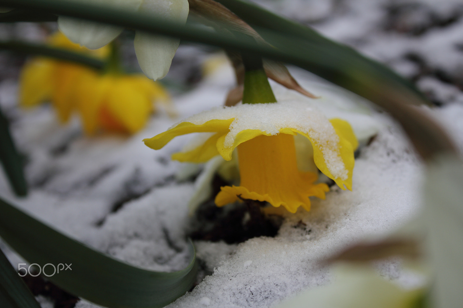 Canon EF-S 18-55mm F3.5-5.6 IS sample photo. Defiant snow survivors photography