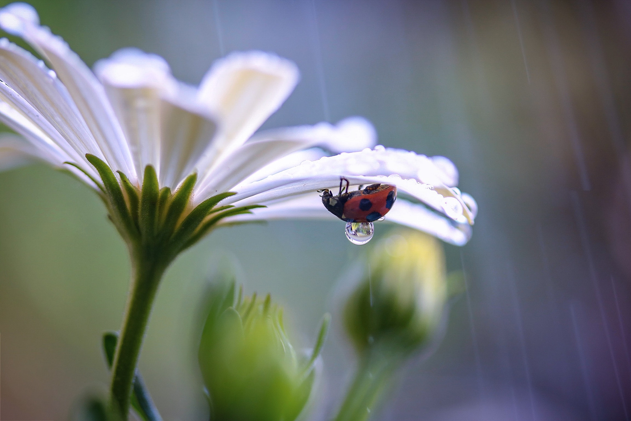 Canon EOS 760D (EOS Rebel T6s / EOS 8000D) + Canon EF-S 60mm F2.8 Macro USM sample photo. Gentle spring rain photography