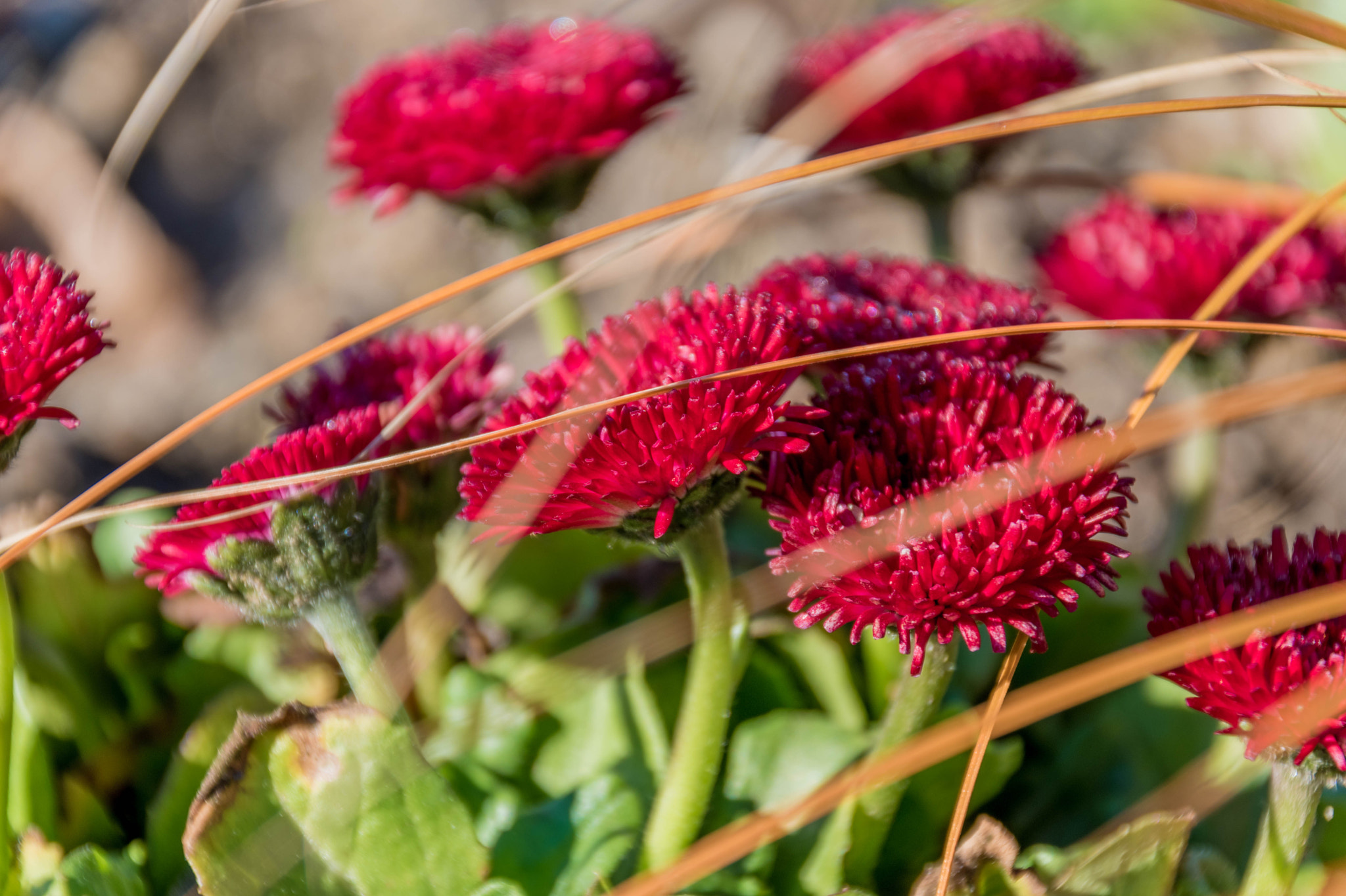 Nikon D5500 sample photo. Flower photography