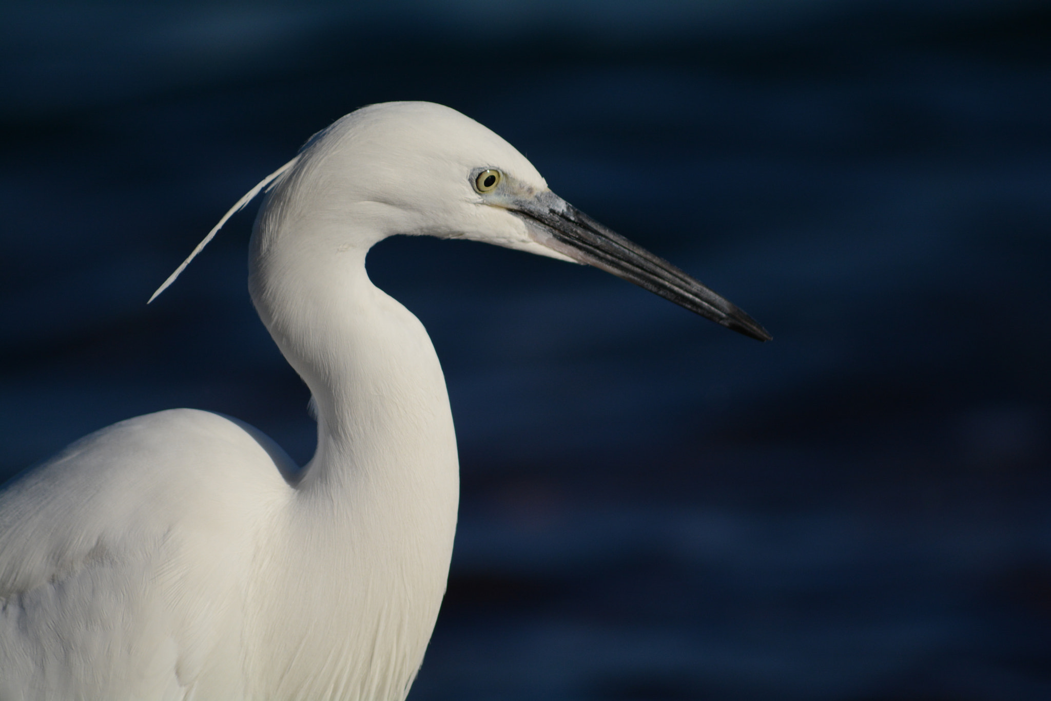 Sigma 70-300mm F4-5.6 APO DG Macro sample photo. Little egret photography