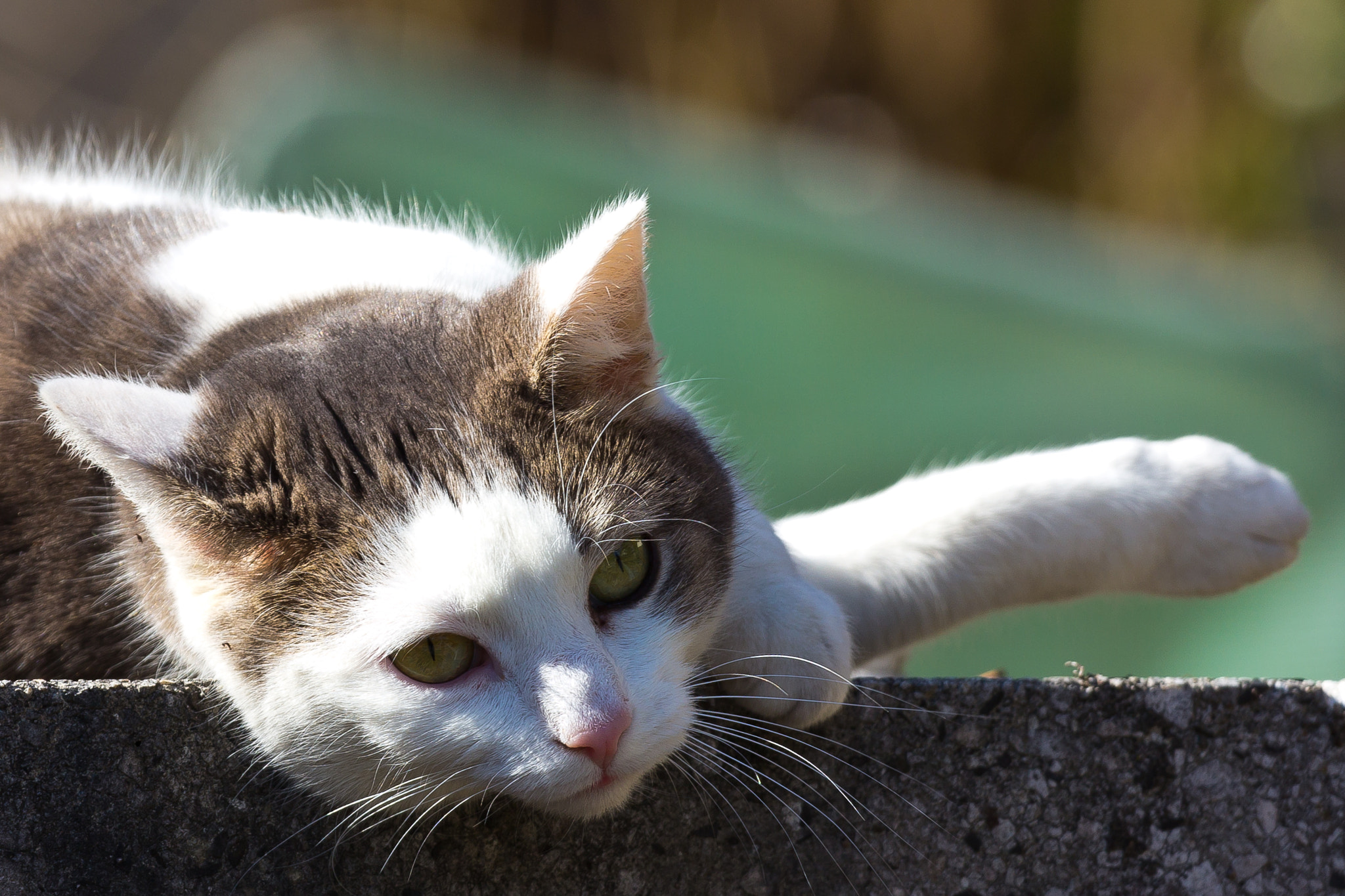 Canon EOS 60D + Canon EF 70-200mm F4L IS USM sample photo. Meow... photography