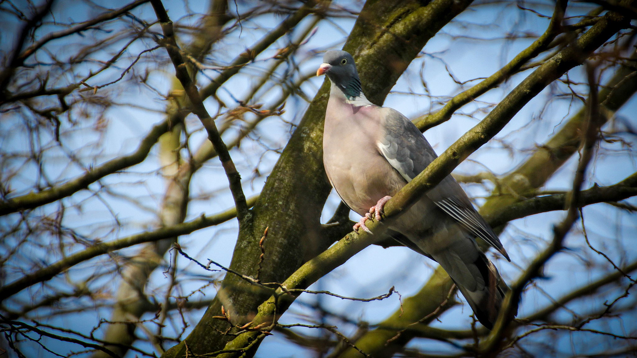 Canon EOS 1200D (EOS Rebel T5 / EOS Kiss X70 / EOS Hi) sample photo. Bird photography