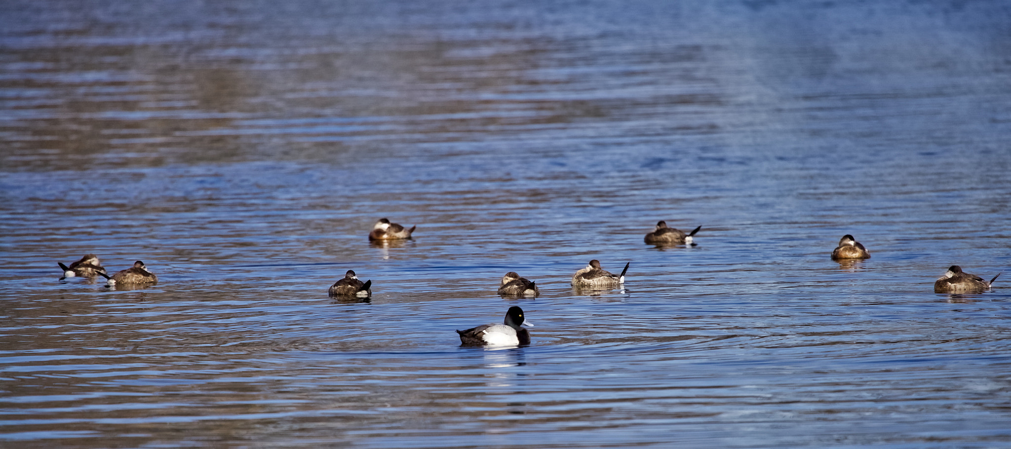 Canon EF 100-400mm F4.5-5.6L IS USM sample photo. Break is over, lets go.......... photography