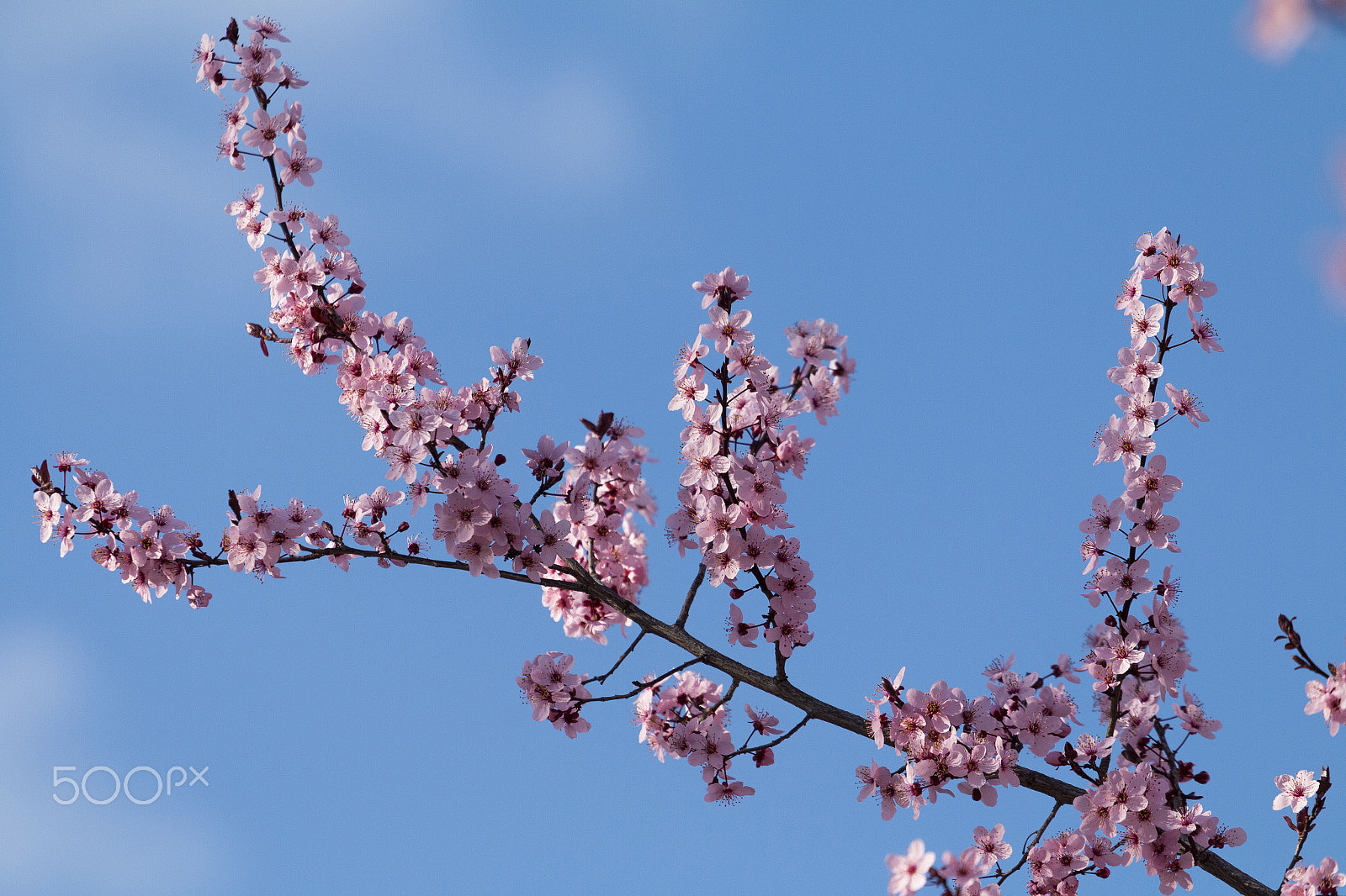 Canon EOS 70D + Canon EF 70-200mm F4L USM sample photo. Ciruelo photography