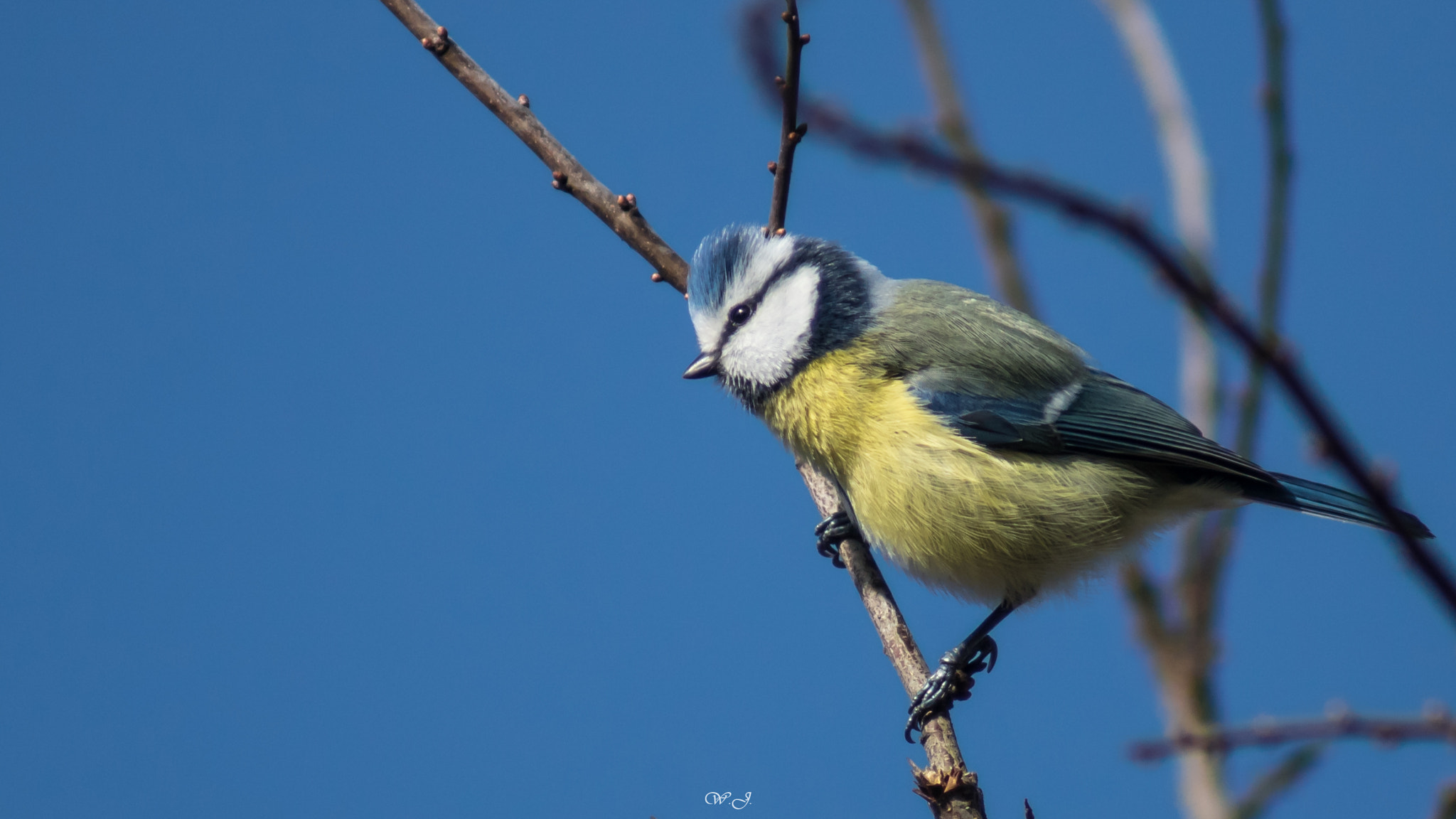 Sony ILCA-77M2 sample photo. Blaumeise photography