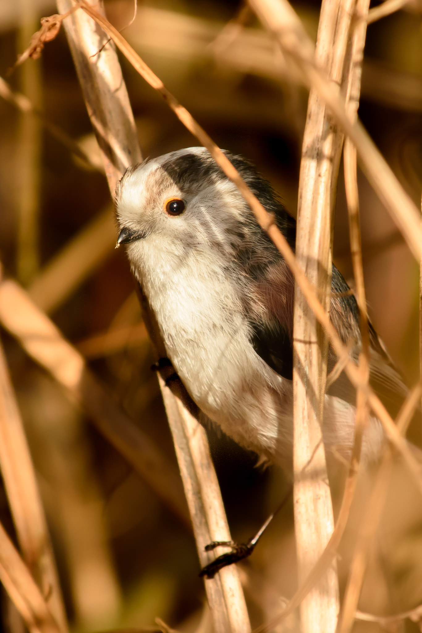 Nikon D7200 sample photo. I can see  you! photography