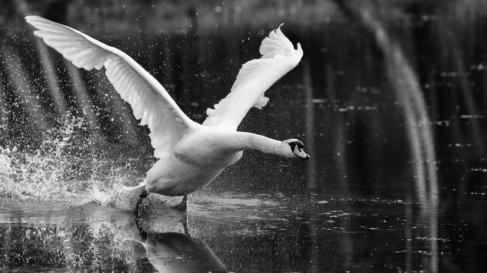 150-600mm F5-6.3 DG OS HSM | Contemporary 015 sample photo. Lift off! photography