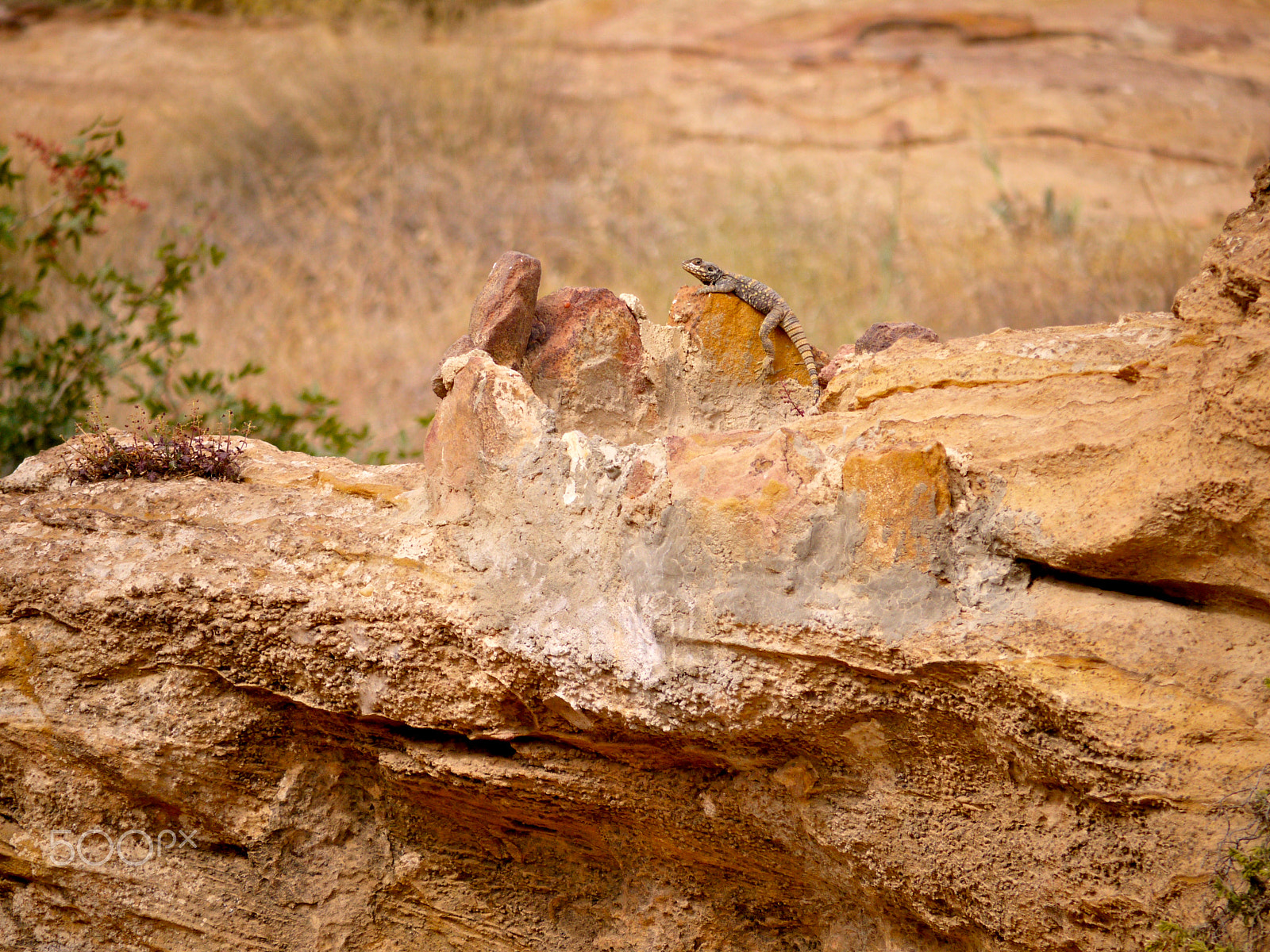 Panasonic Lumix DMC-G1 + Panasonic Lumix G Vario 45-200mm F4-5.6 OIS sample photo. Starred agama - dana, jordan. photography