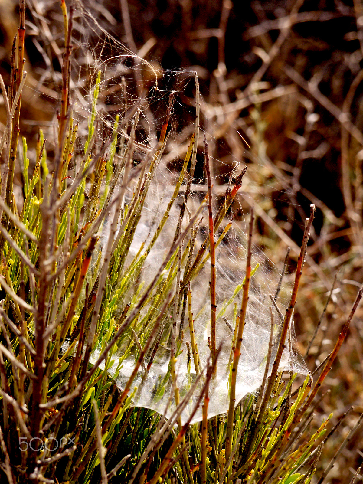 Panasonic Lumix G Vario 45-200mm F4-5.6 OIS sample photo. Dana, jordan. photography