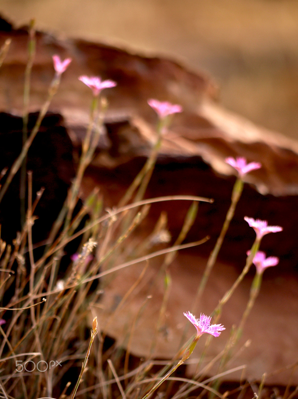 Panasonic Lumix G Vario 45-200mm F4-5.6 OIS sample photo. Wild pink (dianthus strictus) - dana, jordan. photography