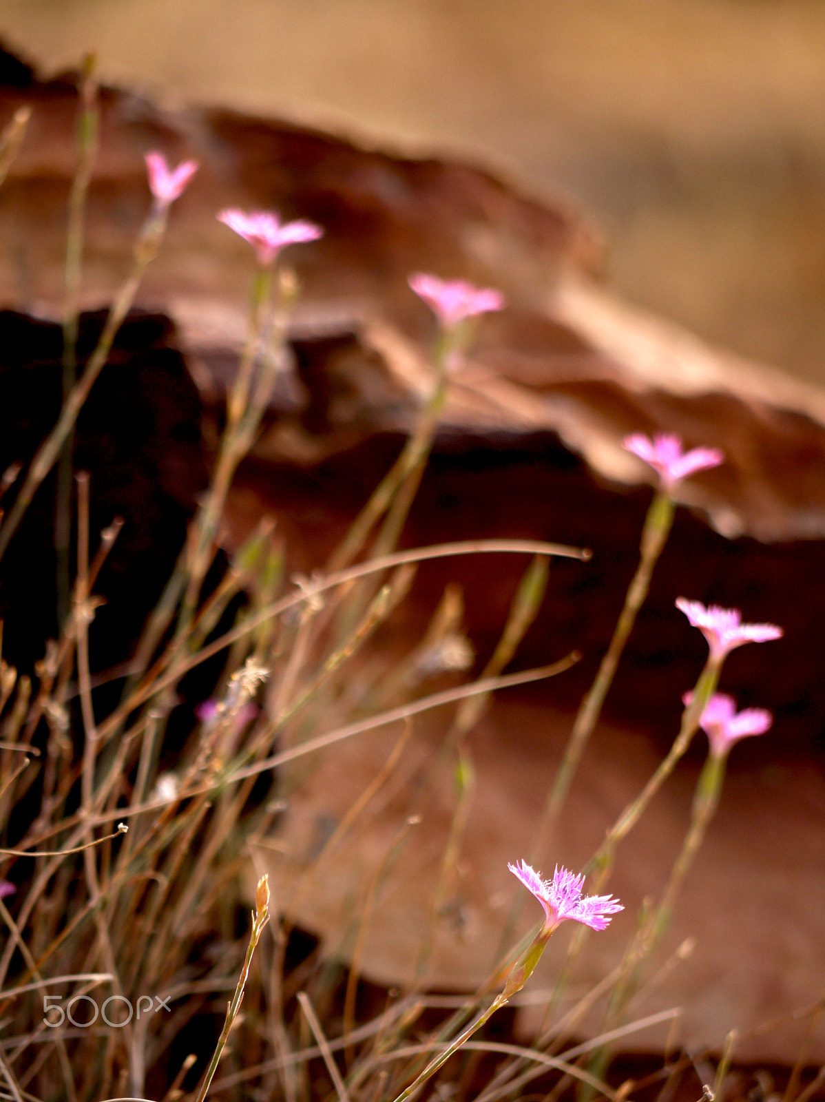 Panasonic Lumix DMC-G1 + Panasonic Lumix G Vario 45-200mm F4-5.6 OIS sample photo. Wild pink (dianthus strictus) - dana, jordan. photography