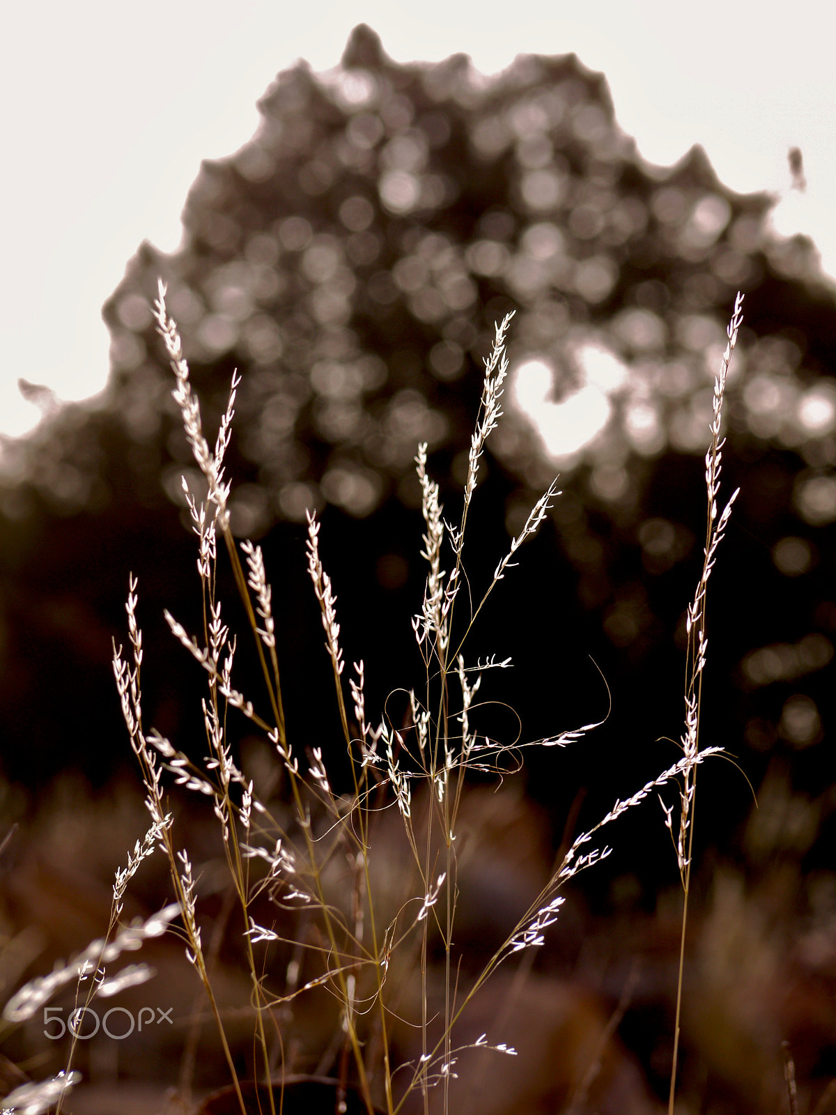Panasonic Lumix G Vario 45-200mm F4-5.6 OIS sample photo. Dana, jordan. photography
