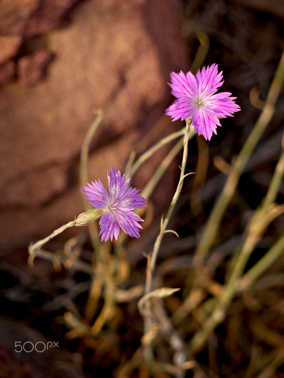 Panasonic Lumix DMC-G1 + Panasonic Lumix G Vario 45-200mm F4-5.6 OIS sample photo. Wild pink (dianthus strictus) - dana, jordan. photography