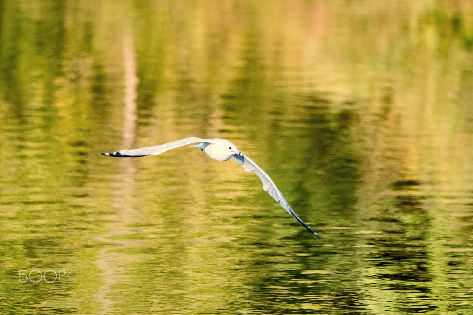 Nikon D810 sample photo. The flight photography