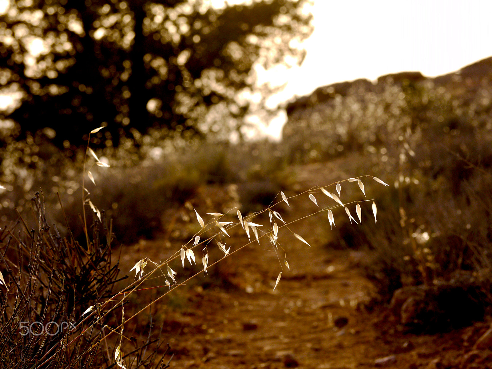 Panasonic Lumix G Vario 45-200mm F4-5.6 OIS sample photo. Dana, jordan. photography