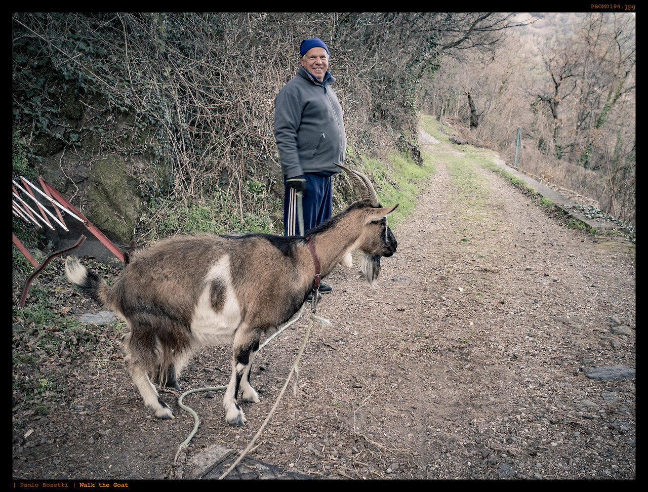 Olympus OM-D E-M5 II + Olympus M.Zuiko Digital 17mm F1.8 sample photo. Walk the goat photography