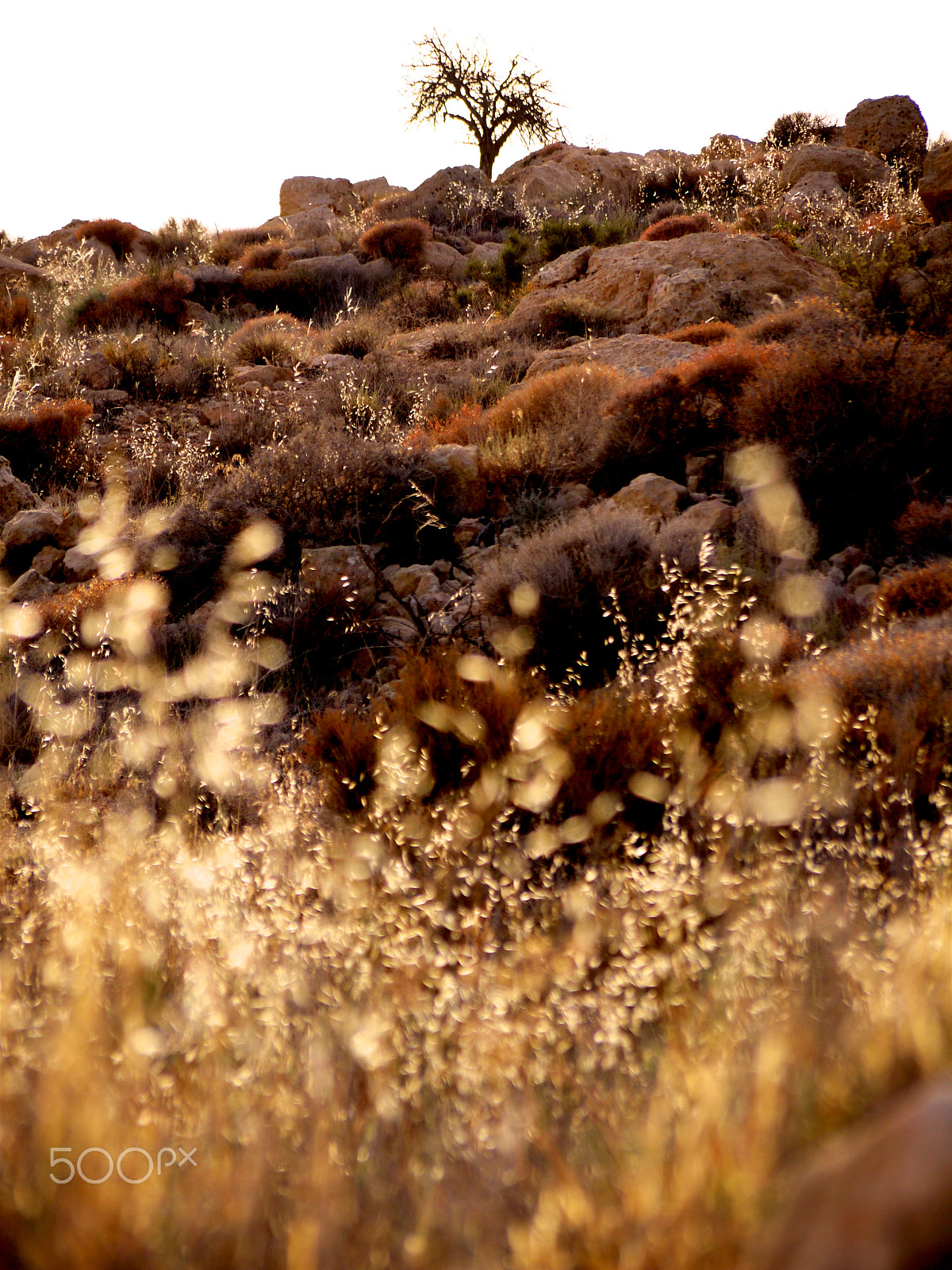 Panasonic Lumix G Vario 45-200mm F4-5.6 OIS sample photo. Dana, jordan. photography