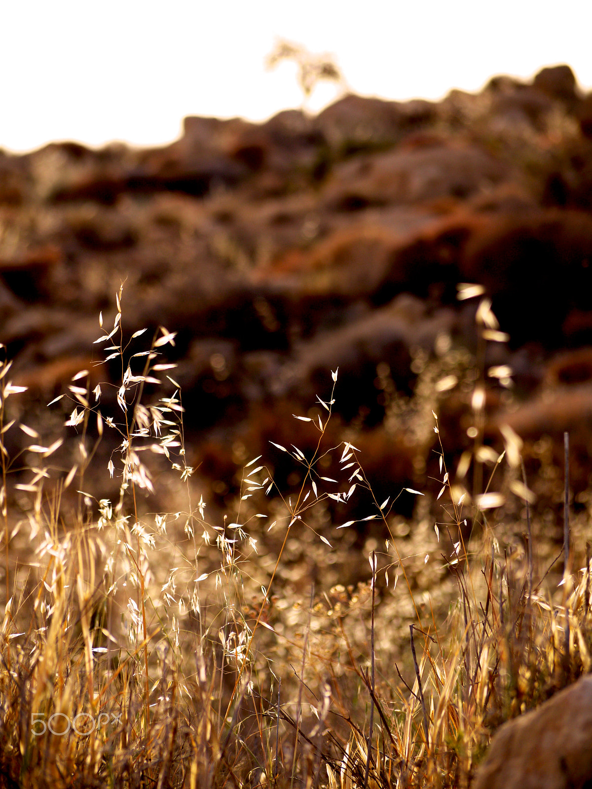 Panasonic Lumix G Vario 45-200mm F4-5.6 OIS sample photo. Dana, jordan. photography