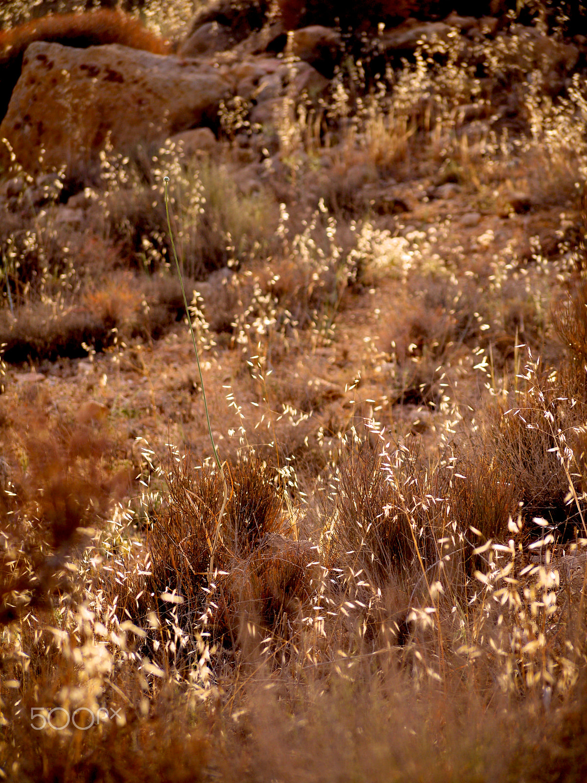 Panasonic Lumix G Vario 45-200mm F4-5.6 OIS sample photo. Dana, jordan. photography