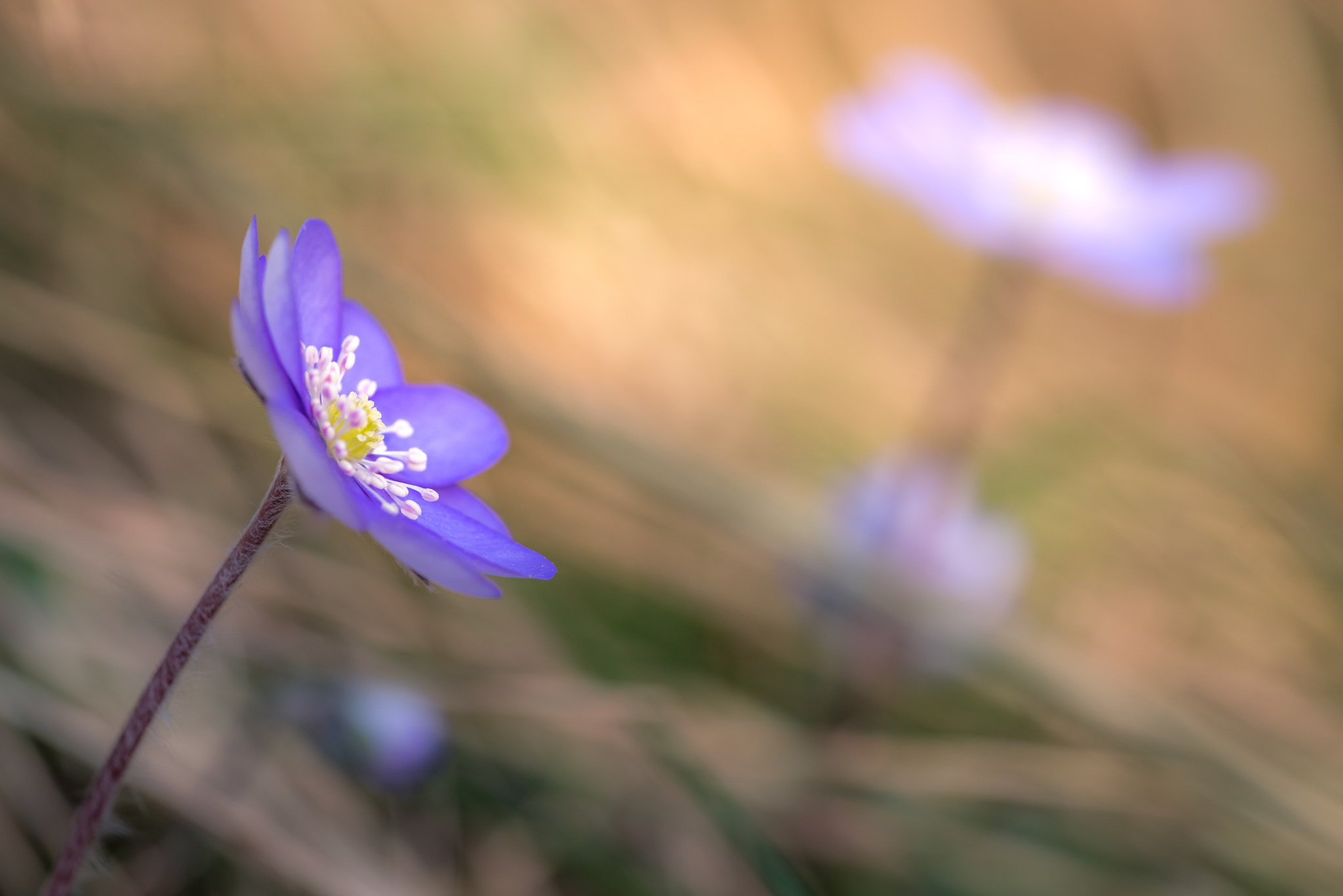 Pentax K-1 + Pentax smc D-FA 100mm F2.8 macro sample photo. Frühlingsbote photography