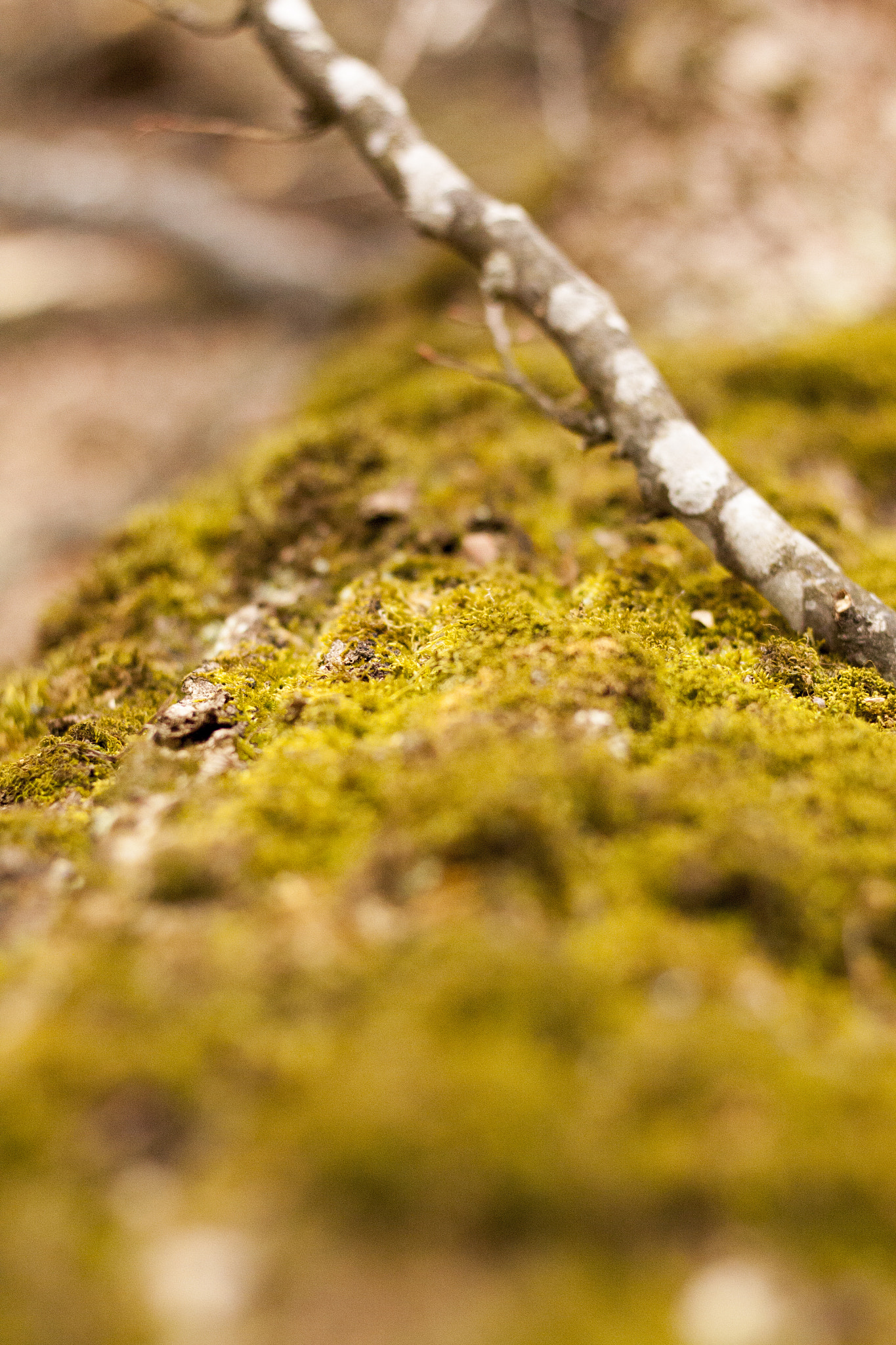 Canon EOS 50D + Canon EF 50mm F1.8 STM sample photo. Moss photography