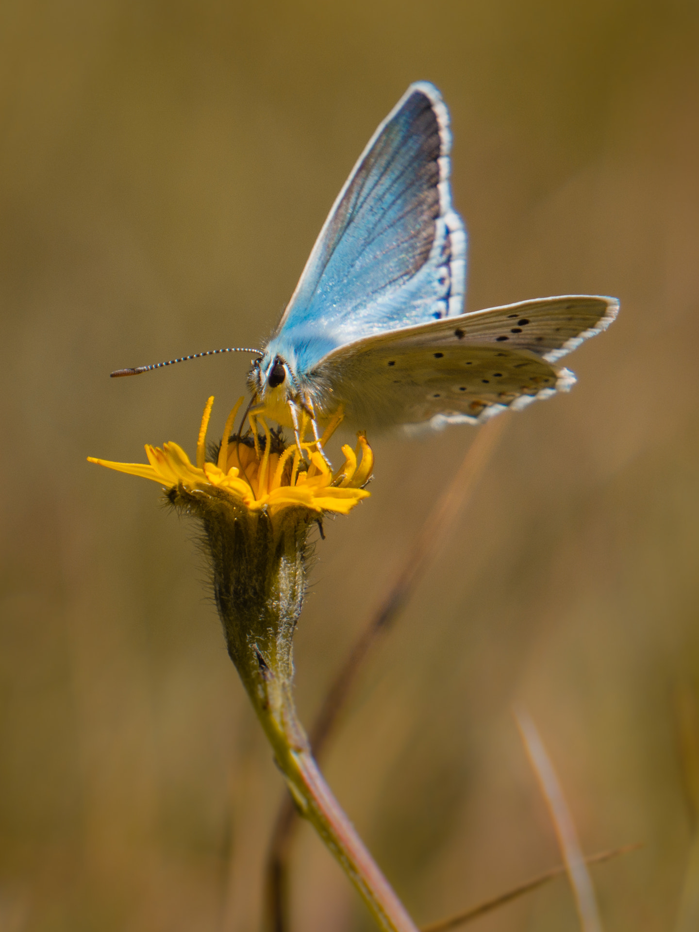 Sony Alpha NEX-3N + Sony E 55-210mm F4.5-6.3 OSS sample photo. Lysandra coridon photography