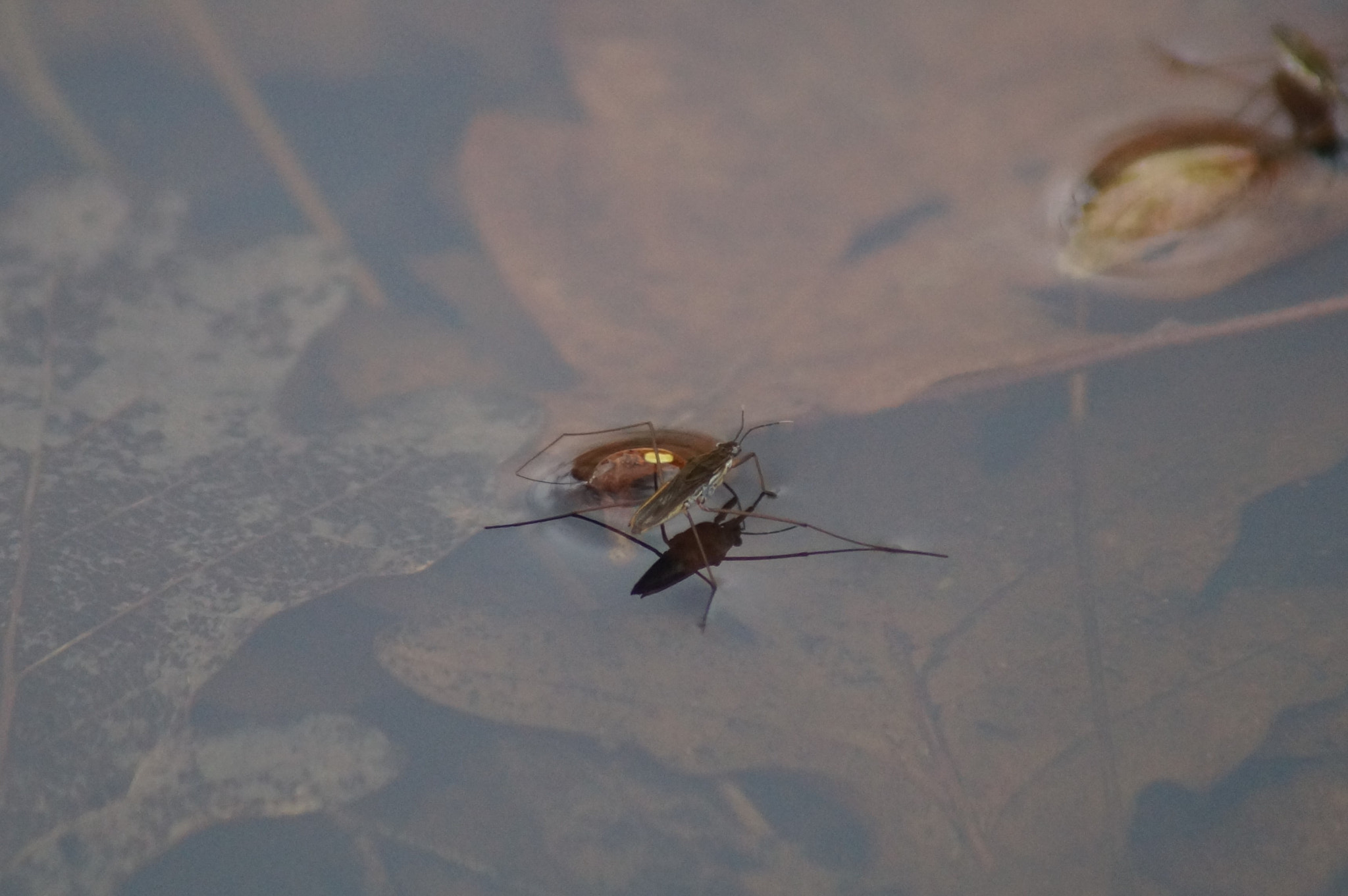 Sony 75-300mm F4.5-5.6 sample photo. Dsc photography