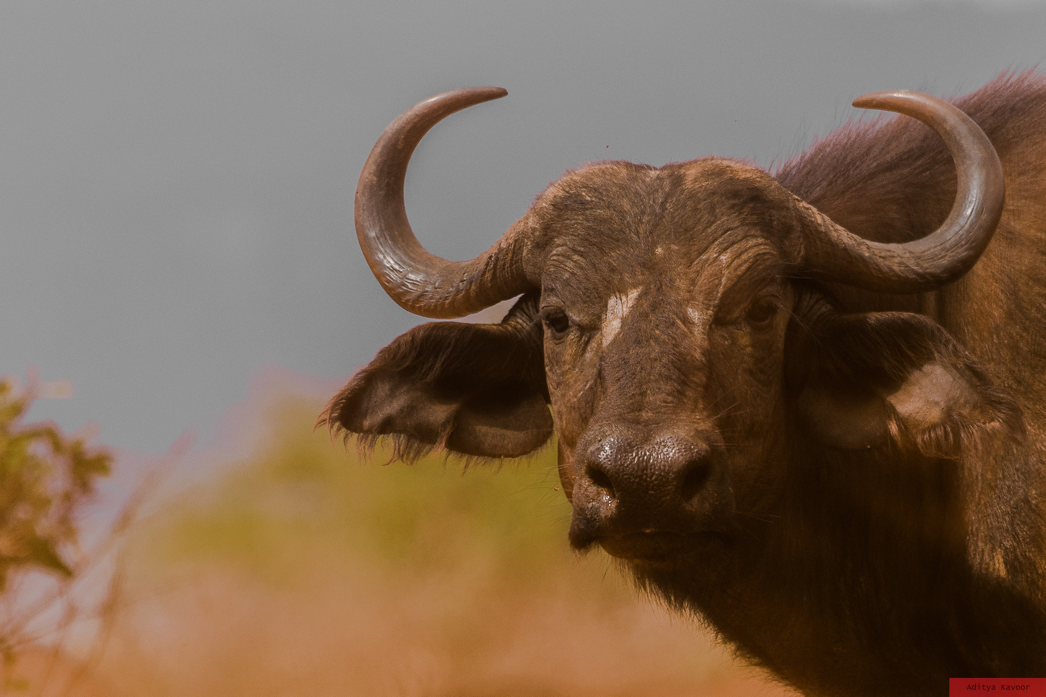 Sigma 150-500mm F5-6.3 DG OS HSM sample photo. Cape buffalo in kenya photography