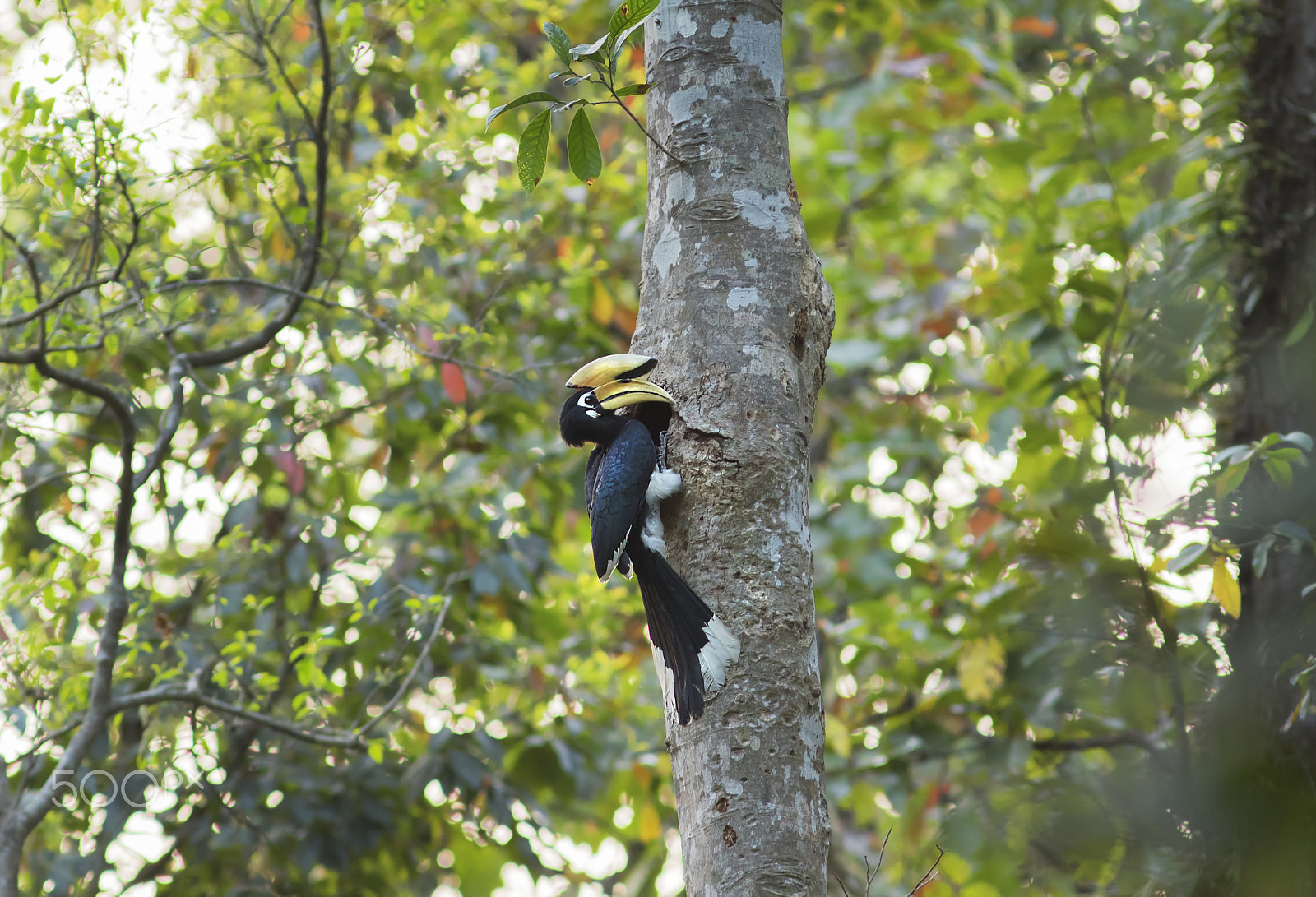 Canon EF 300mm F4L IS USM sample photo. Oriental pied hornbill in habitat photography