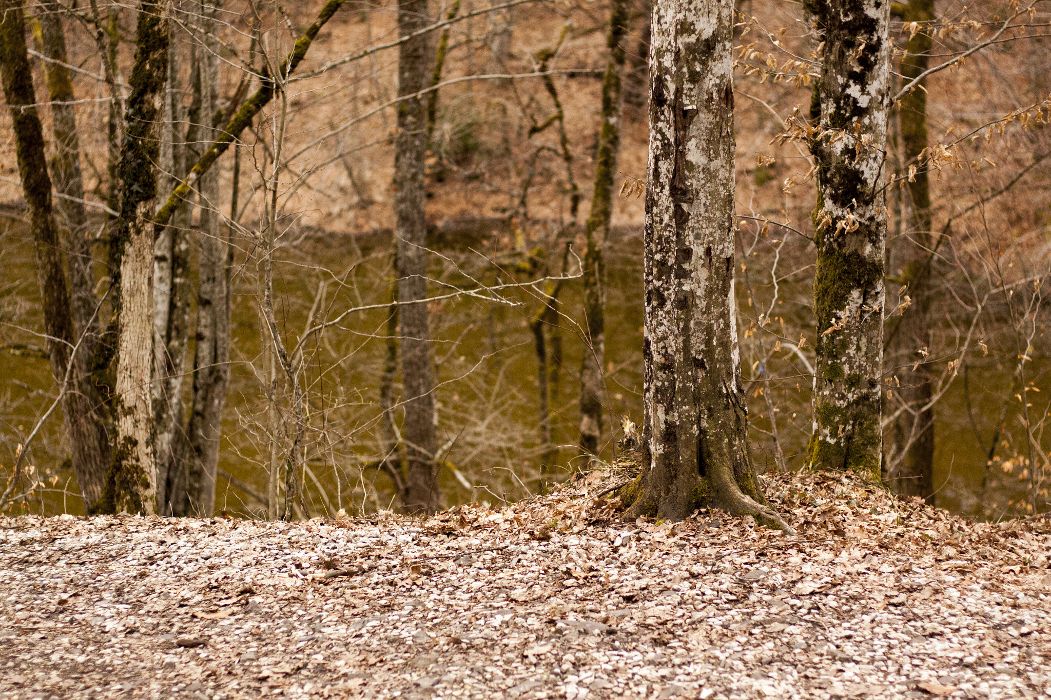 Canon EOS 50D + Canon EF 50mm F1.8 STM sample photo. Lacul mierlei photography