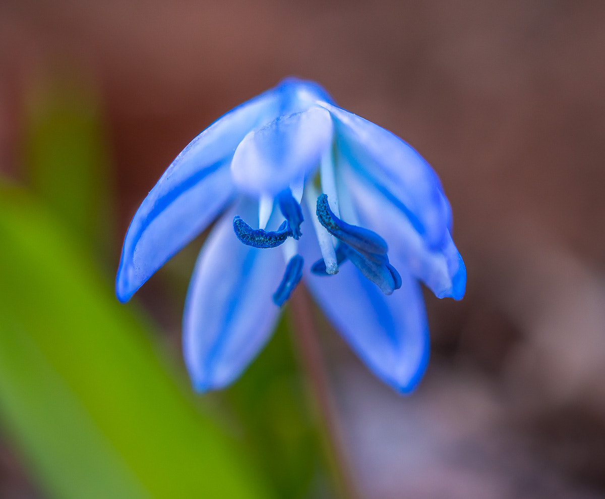 Olympus OM-D E-M10 II + Olympus M.Zuiko Digital ED 30mm F3.5 Macro sample photo. Olympus digital camera photography