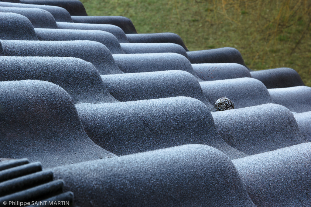 Canon EF 24-70mm F4L IS USM sample photo. Tuiles gelées - frozen tiles photography