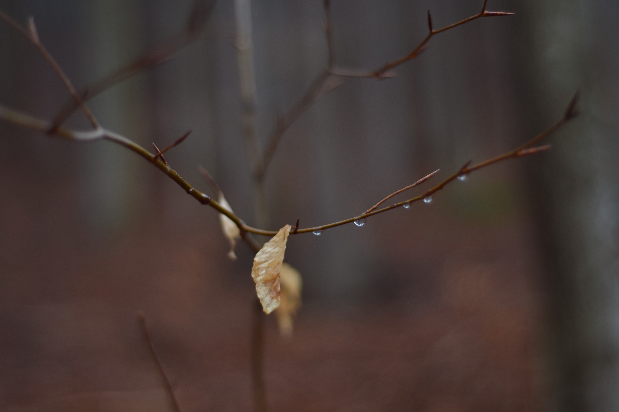 Nikon D3100 + Nikon AF Nikkor 50mm F1.8D sample photo. It supposed to be spring mood not autumn photography