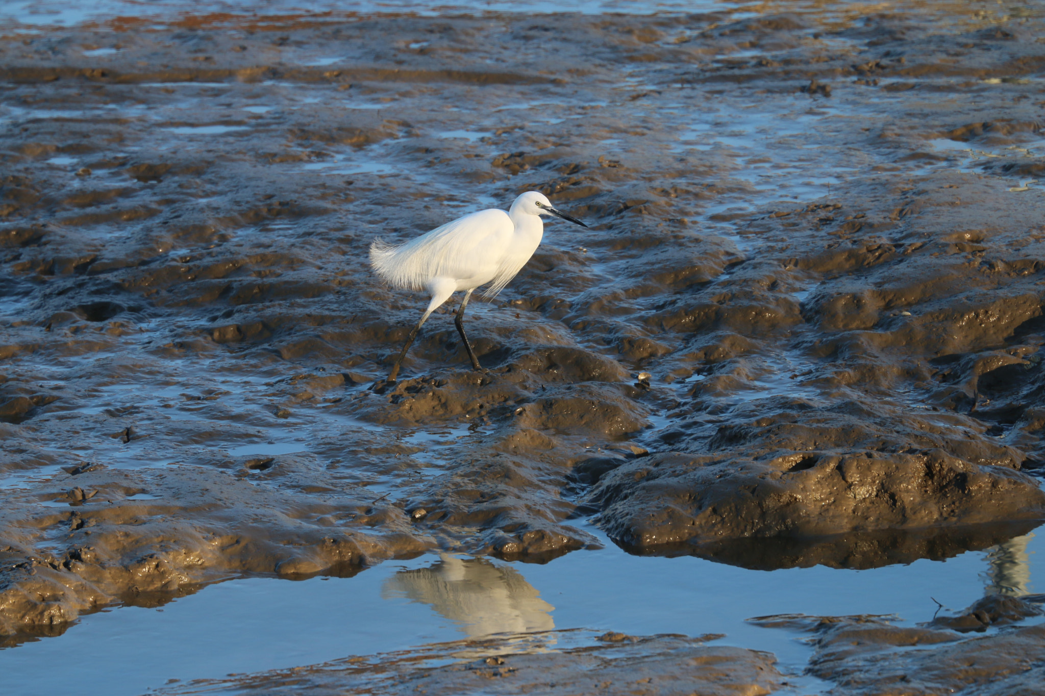 Canon EF 70-300mm F4-5.6L IS USM sample photo. Aigrette vaquant à marée basse photography