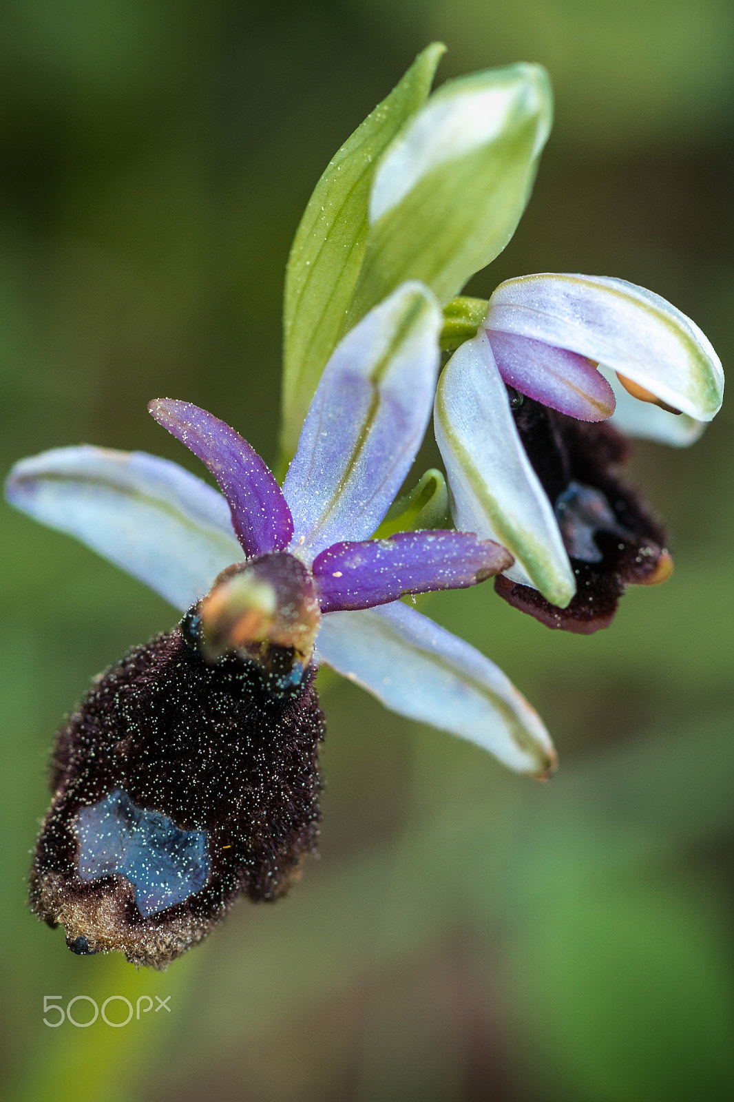 Nikon D800E sample photo. Ophrys explanata - orchid in sicily photography