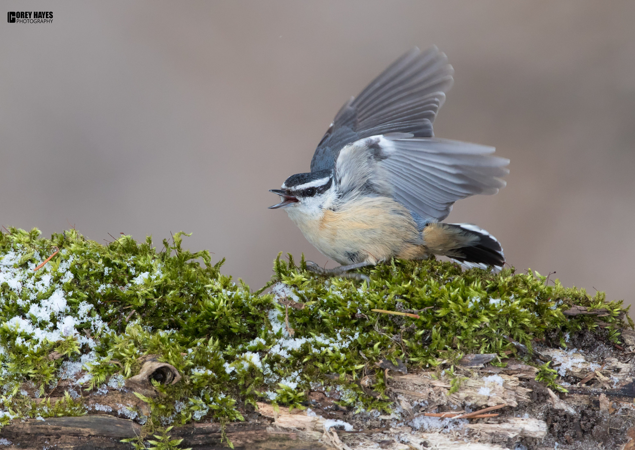 Canon EF 500mm F4L IS USM sample photo. Red brested nuthatch photography