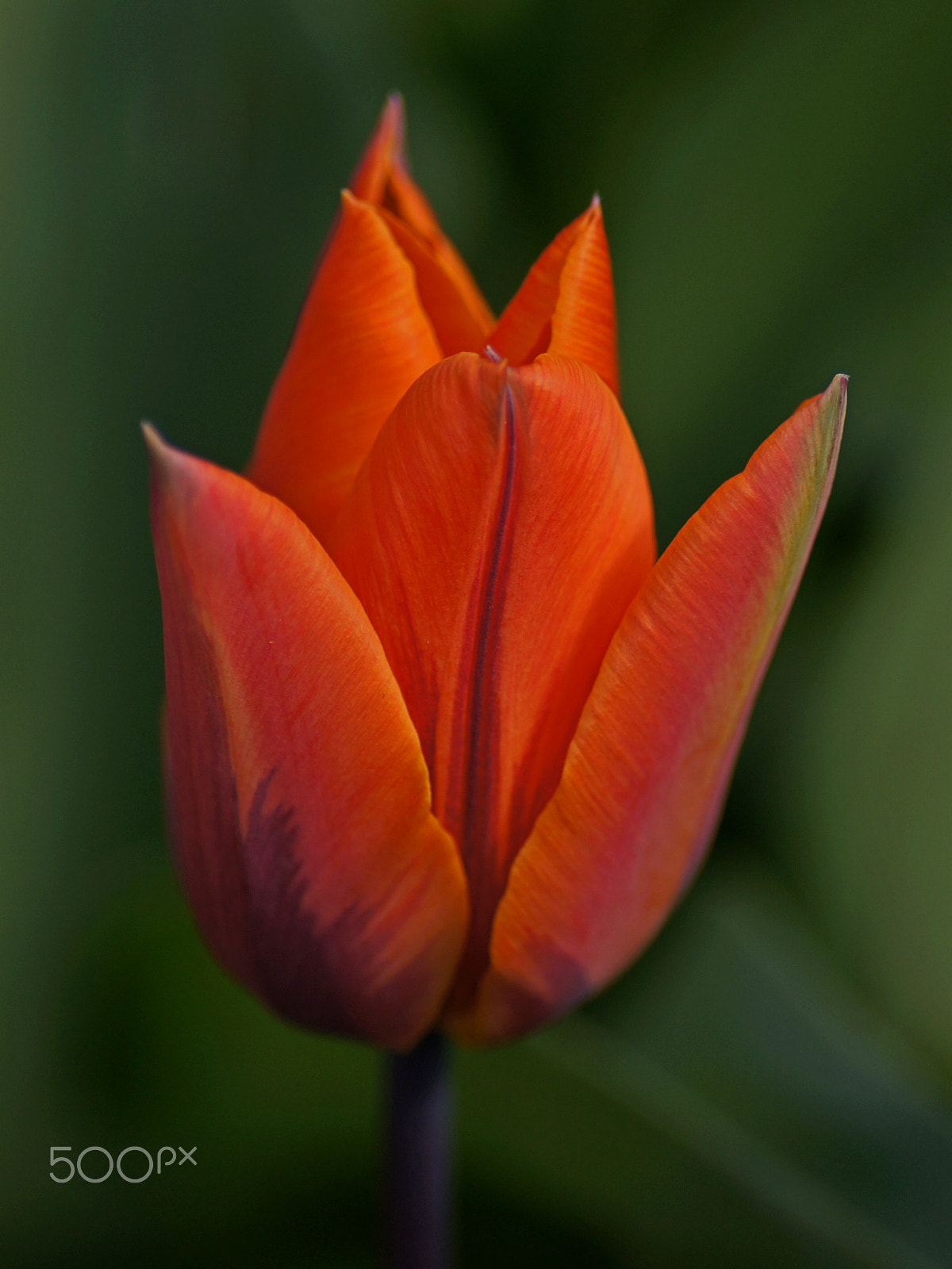 Sony SLT-A55 (SLT-A55V) + Tamron SP AF 90mm F2.8 Di Macro sample photo. Tulip photography