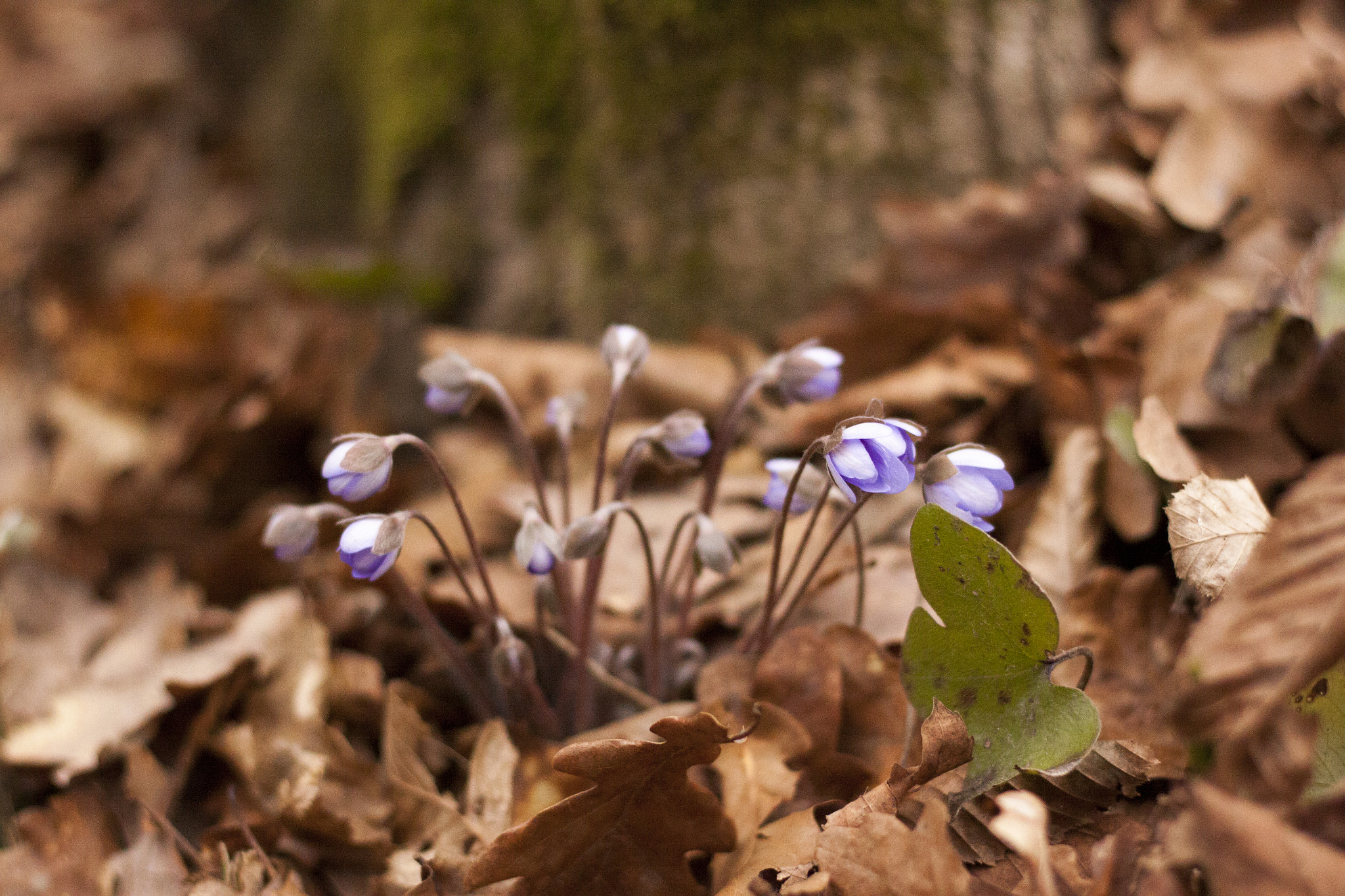 Canon EOS 50D + Canon EF 50mm F1.8 STM sample photo. Tiny photography