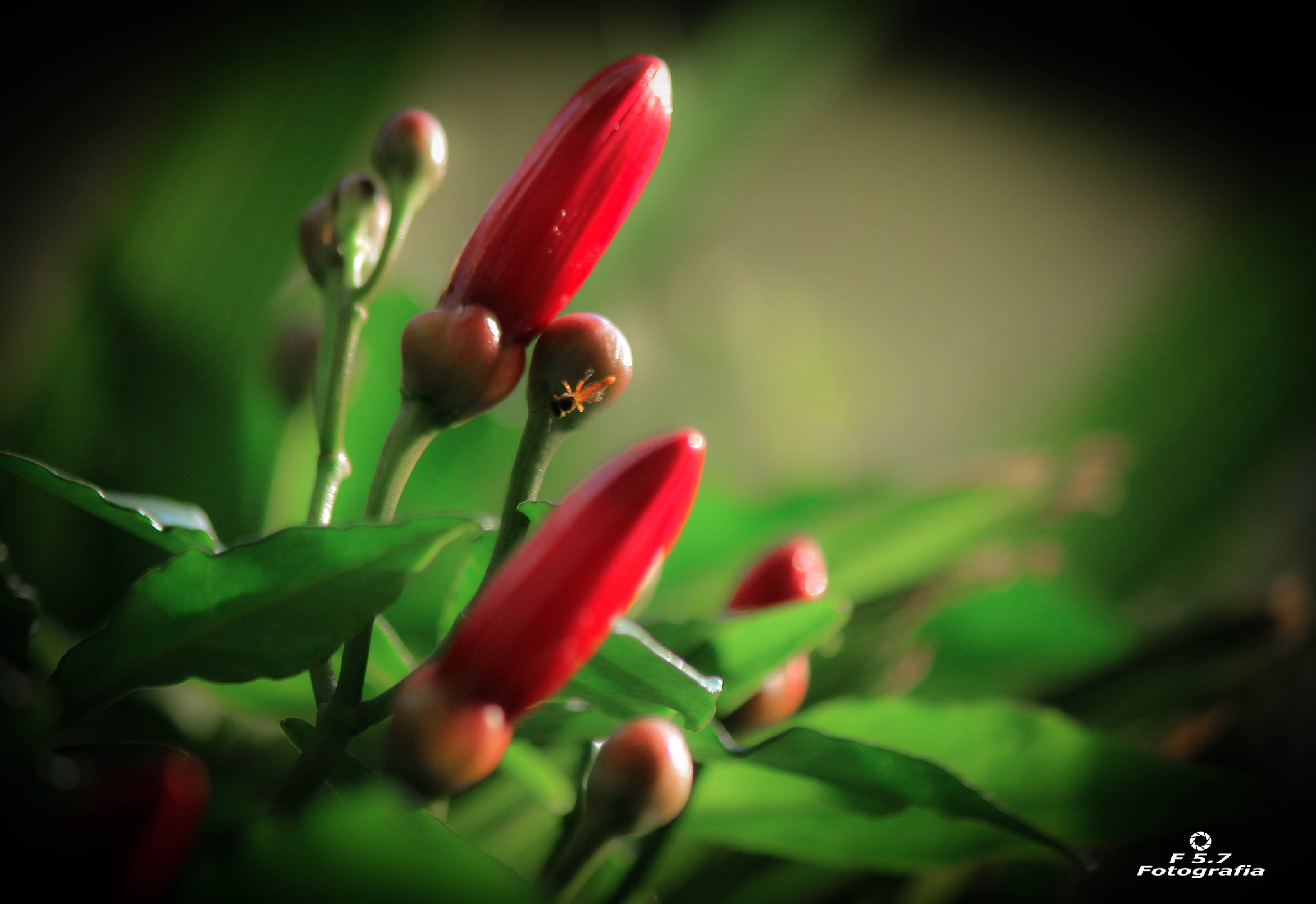 Canon EF-S 55-250mm F4-5.6 IS II sample photo. Botões photography