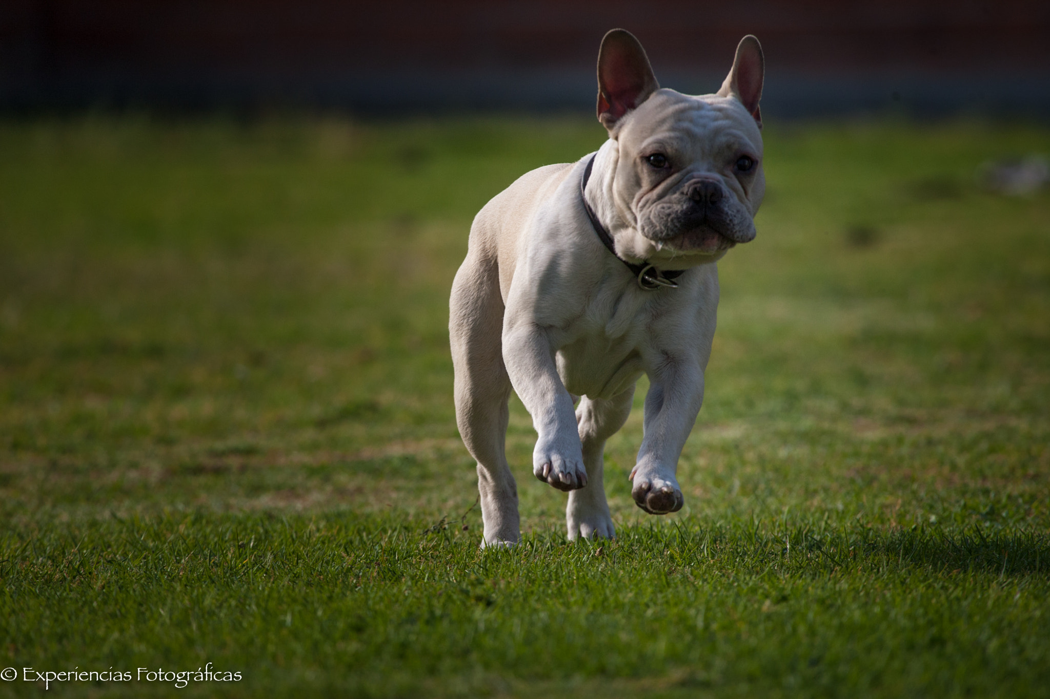 Canon EOS-1D Mark III + Canon EF 100-400mm F4.5-5.6L IS USM sample photo. Coco running photography