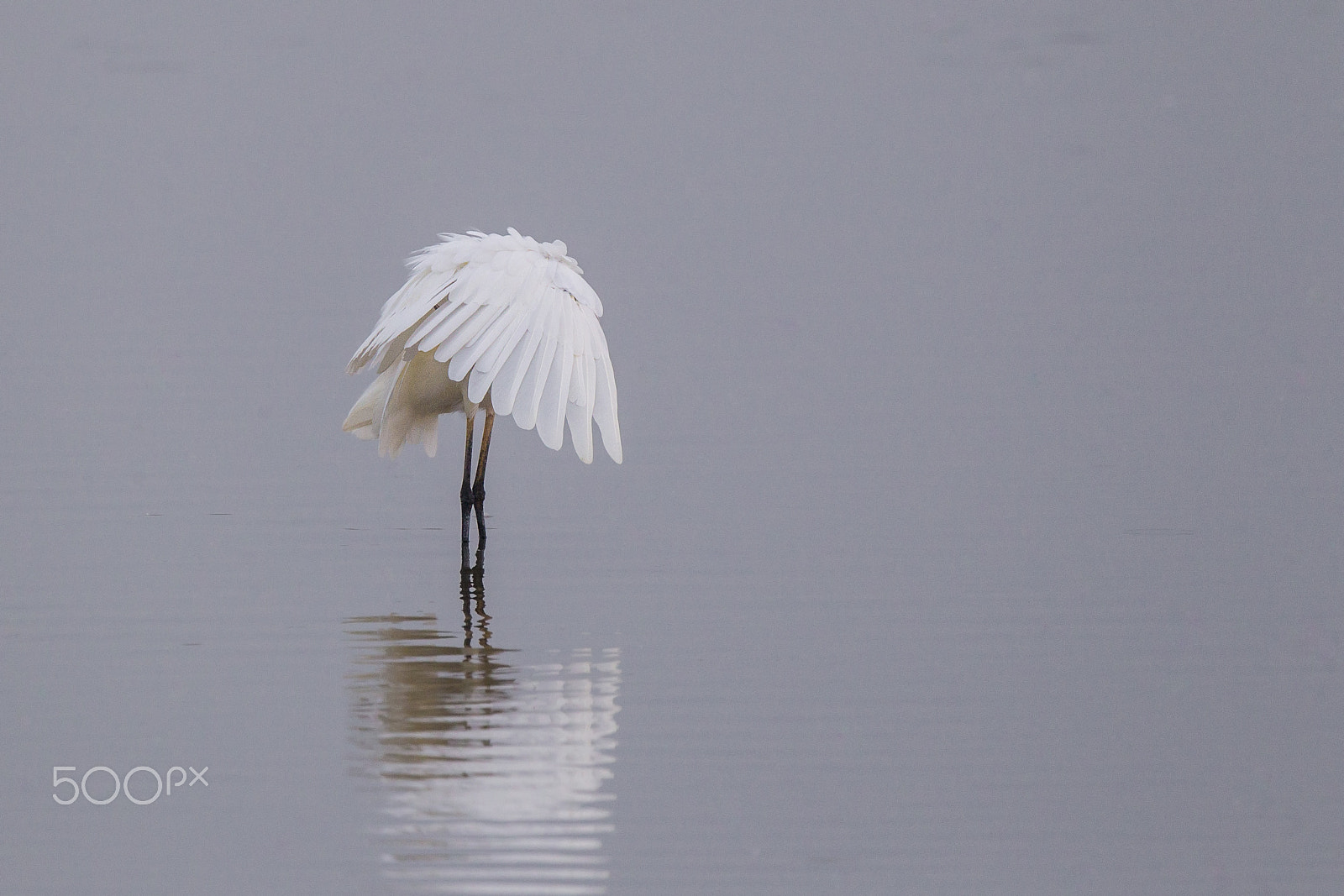 Canon EOS-1D Mark IV + Canon EF 600mm F4L IS II USM sample photo. Shy... photography